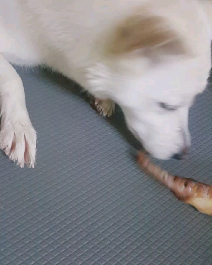 진쓰리ㆍ모찌 & 꼬미(업둥) on Instagram: “#통돼지꼬리껌  처음먹어본 돼지꼬리 이거 먹으면 으르렁해요 ㅎㅎ 그정도로 좋아합니다 🤗 이제 최애간식 돼지꼬리껌❤  #봉주르독 #애견수제간식 #수제간식 #봉주르독간식 #수제간식전문점 #광주애견수제간식 #강아지간식 #멍스타그램 #독스타그램 #반려그램…”