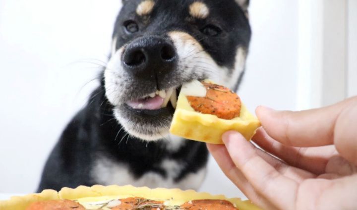 별이사는그집🏠🏡 on Instagram: “Mr.pizza & Mr.petzza
미스터 피자에서 나온 댕댕이피자 미스터펫자🍕
너가 잘먹어서 다행이야😊🧡
.
.
#미스터피자 #미피 #펫치블스 #펫페퍼로니 #미스터펫자 #펫피자 #존맛탱”