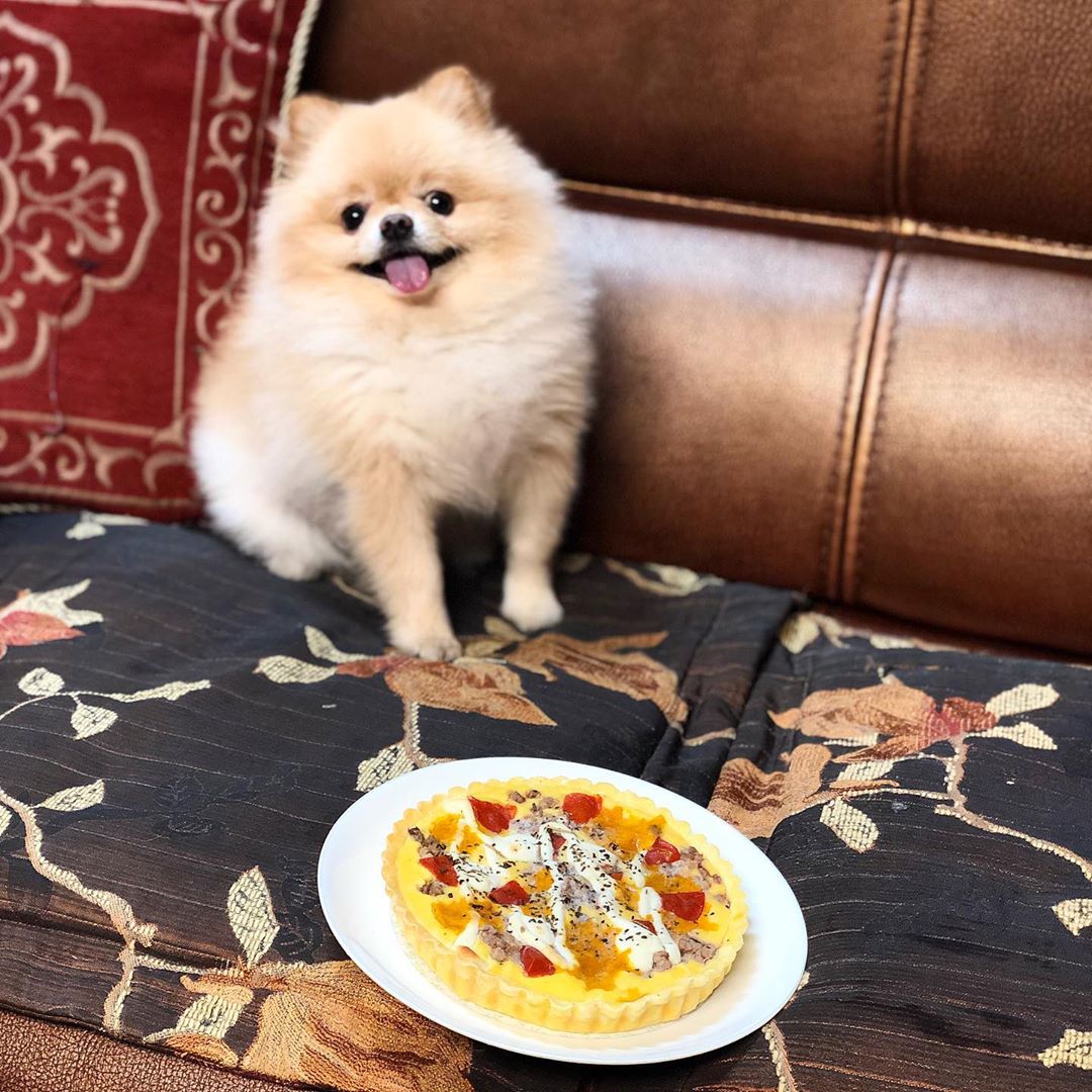 신정연 on Instagram: “미스터피자에 댕댕이피자도 나왔데서 망고껏두 같이 시킴🍕 생각보다 너무 잘먹어서 놀람ㅋㅋ 무슨맛인지 쫌 궁금🤣 주요원료 찾아보니 망고가 좋아하는건 다들어있음ㅋㅋㅋ 소고기, 치즈, 고구마, 닭가슴살🐾💛 ⠀ ⠀ #미스터피자 #미피 #펫치블스 #펫페퍼로니…”