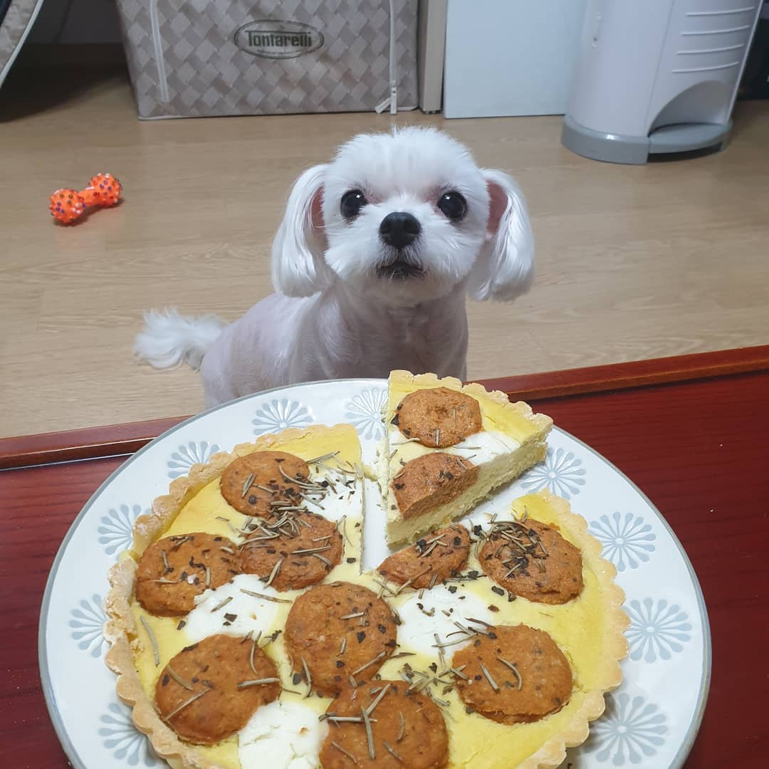 수경(23) on Instagram: “미스터피자에서 이쁜 우리 우유 펫피자 제공❣ 너무 맛있게 먹어줘서 좋았어용! 맨날 똑같은 간식만 먹다가 새로운 간식 펫피자..눈돌아가버리기👀 더 먹기좋게 찢어줬어용. 메뉴명은 펫페퍼로니입니당~! 강아지 고양이 키우시는 분들 꼭 한번 사서…”