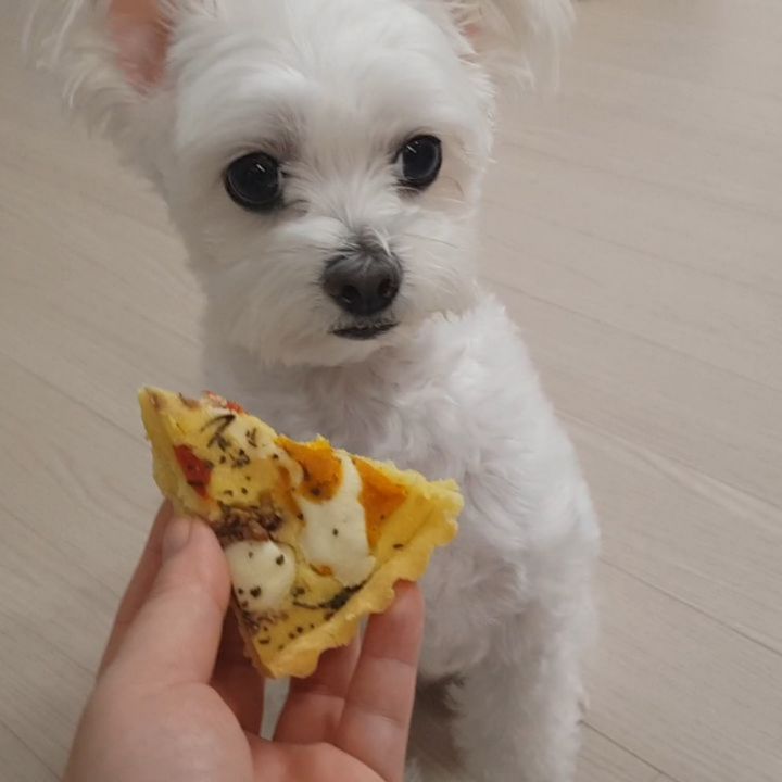 유이💕 on Instagram: “삼키지 말고 맛을 음미하고 먹어쥬라  구름아... 😭  엄빠 피자 먹을때 구름이도 같이 피자먹기 😊  쌀가루, 무염치즈, 소고기, 방울토마토, 고구마, 닭가슴살 등등 #댕댕이 들이 먹을수 있는 재료로 만들어서 울 구름이도 먹을 수 있는 #미스터피자…”