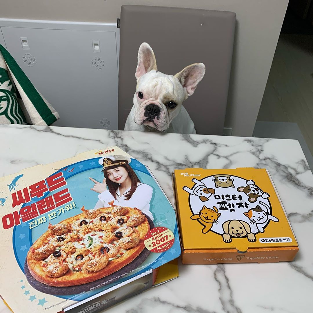 토르애미 on Instagram: “🐶 미스터피자에서 나온 펫피자! 대박쓰ㅋㅋ펫치블스 세트 주문! 강아지 피자지만 들어간 재료가 좋아서 사람이 먹어도 된데여-! 울 토르는 무조건 잘먹지요. 하루에 권장양도 적혀있어요! 잘보고 먹이면 될꺼같아여🥰 - - #미스터피자 #미피 #펫치블스…”