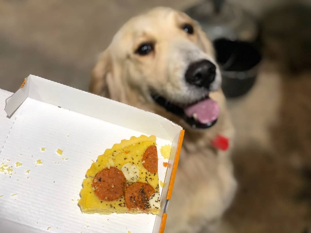 석탄🖤♀🐰 on Instagram: “하비에게 선물한 미스터피자 펫피자🍕
맛있는 피자를 사랑하는 반려동물과 함께 즐겨요 😋💗
.
.
#미스터피자 #미피 #펫치블스 #펫페퍼로니 #미스터펫자 #펫피자 #존맛댕
#리뷰쉐어 #ad”