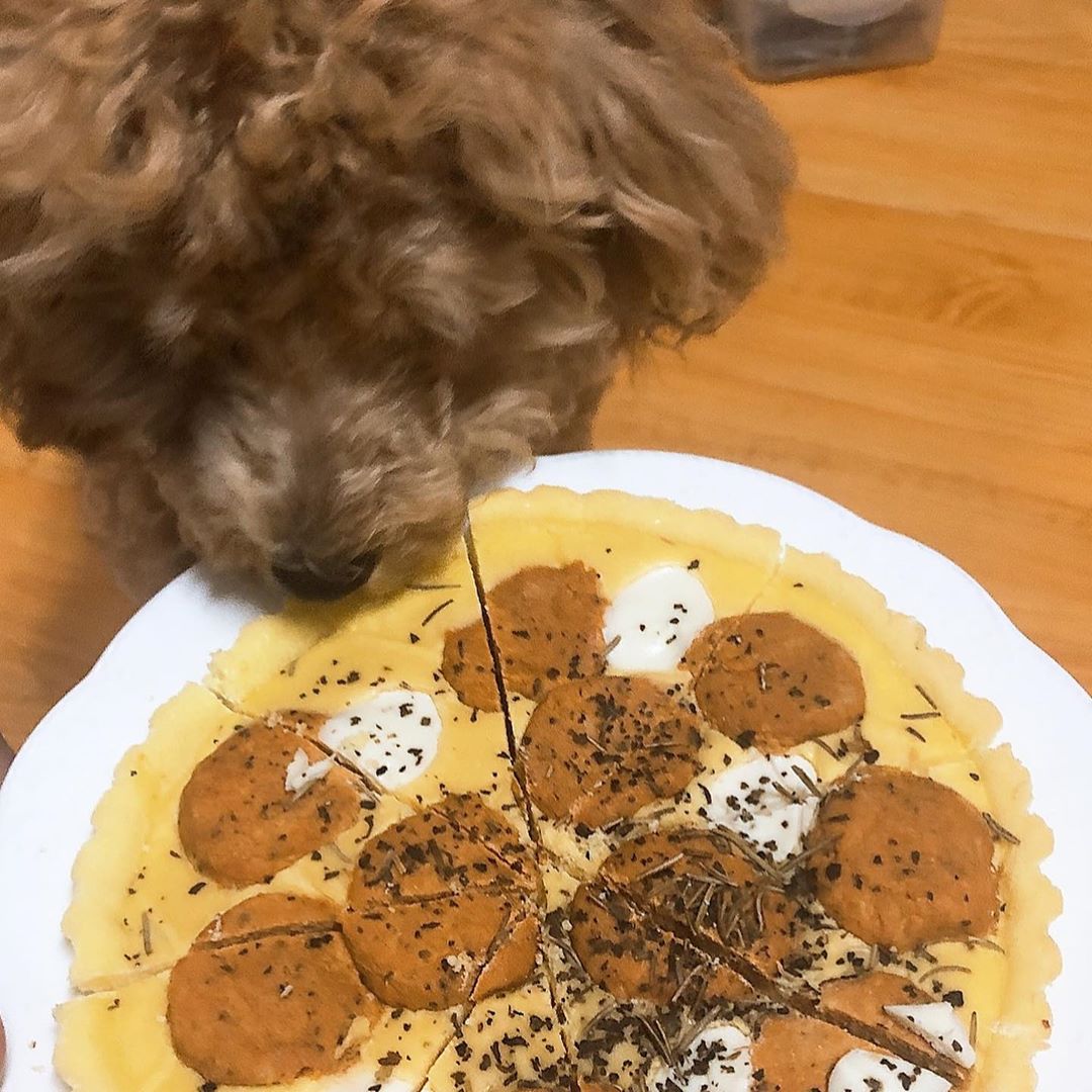 ✿ 뷰티크리에이터 션이 ✿ on Instagram: “⠀
이번에 반려동물과 함께 먹을 수 있는 피자이벤트에
당첨되서 복돌이와함께 뇸뇸 모고따 〰️👍🏻
⠀
사람피자와 달리 반려동물용은 냉동으로 포장되어있어서
전자레인지에 살짝 돌려서 먹여봤는데
우리 먹보,,. 너무 잘먹어서 누나가 깜짝 놀랬잖아 🤭”