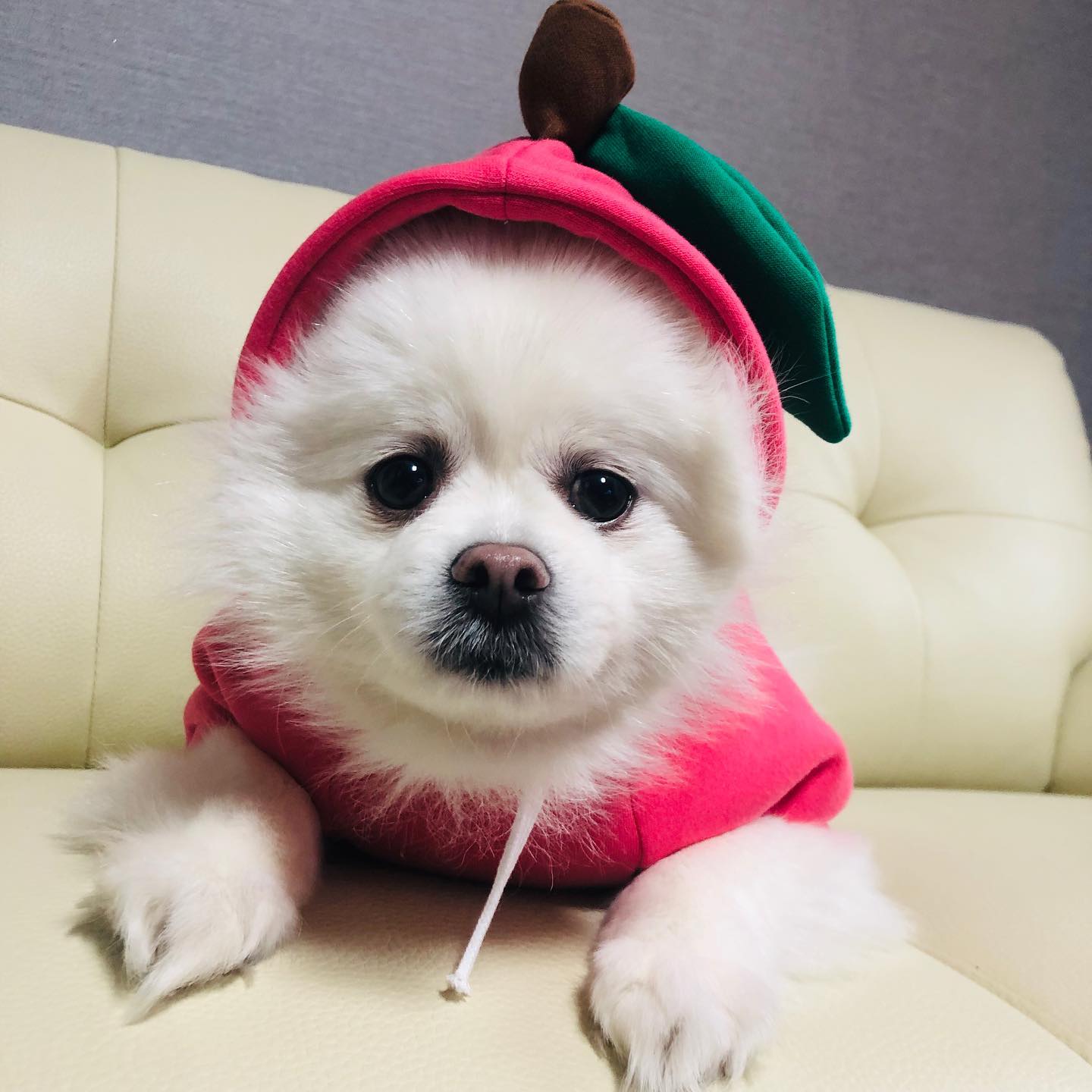 ⠀⠀⠀⠀⠀⠀⠀⠀⠀⠀⠀⠀⠀⠀⠀⠀
사과? 복숭아? 머든 기엽다(*˙˘˙)♡