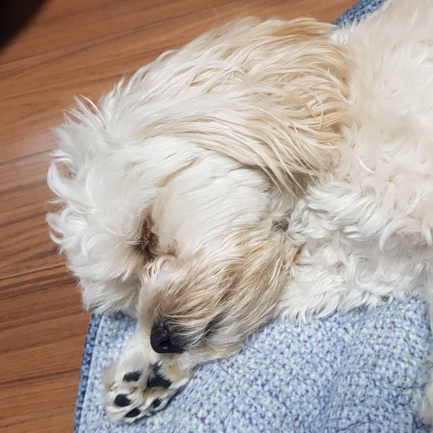 팔 베고 자는 모습이 넘 귀여워~😍😍
팔 절이진 않아?😊 #강아지스타그램 #강아지잠자는모습
#팔베개하고자는강아지 #귀욤귀욤 #팔베개하고자는 #팔베개 #말티푸 #말티푸땅콩 #땅콩이귀욤귀욤😍😊 #땅콩이
#dogstagram #cute #sleepydog #sleepingwithherarmonherhead #mydogsleepingwithherarmpillow #armpillow #maltipoo #maltipooDDangGong #ddanggong
