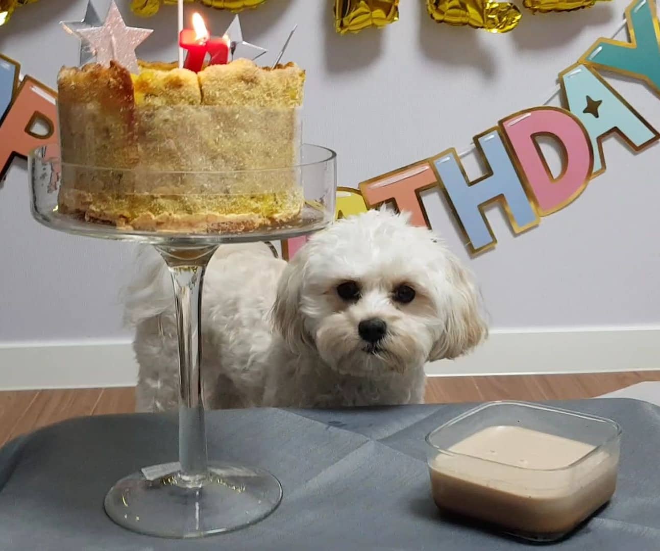 🎉🎉오늘은 땅콩이의 첫번째 생일이에요~🐶🎂😊
1살 이전에 큰 수술도 두번이나 하고 잔병치레도 많이 했는데 이젠 아프지 말고 건강하게 즐겁고 행복한 추억만 가득하길 바라며 생일 촛불을 껐어요~😁😊 #강아지스타그램 #강아지생일 #강아지생일파티 #첫번째생일 #1살강아지 
#땅콩이생일 #땅콩이1살됨 #땅콩이1살생일파티 #dogstagram #dogbirthday #dogbirthdayparty #1stbirthday #1yearolddog #ddanggong'sbirthday #ddanggongbecome1yearold##ddanggong'sbirthdayparty