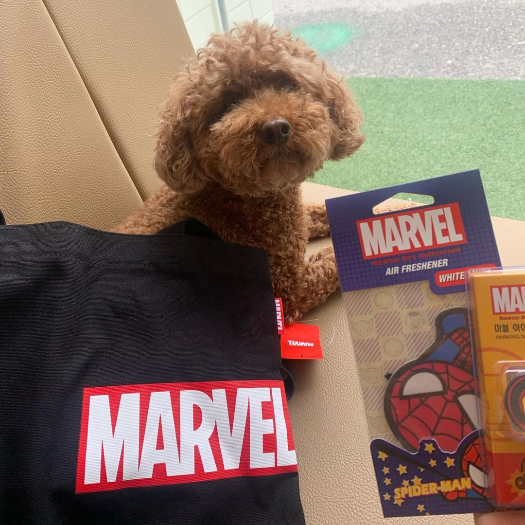 창모니 on Instagram: “⠀ #마블매니아#MarvelMania#마블파워챌린지 ⠀ 탱이는 히어로다🐶 헐크의 힘만큼이나 귀여움이 가득하기 때문이다💪 ⠀ "FIND YOUR POWER" ⠀ 마블 굿즈는 요기⬇️