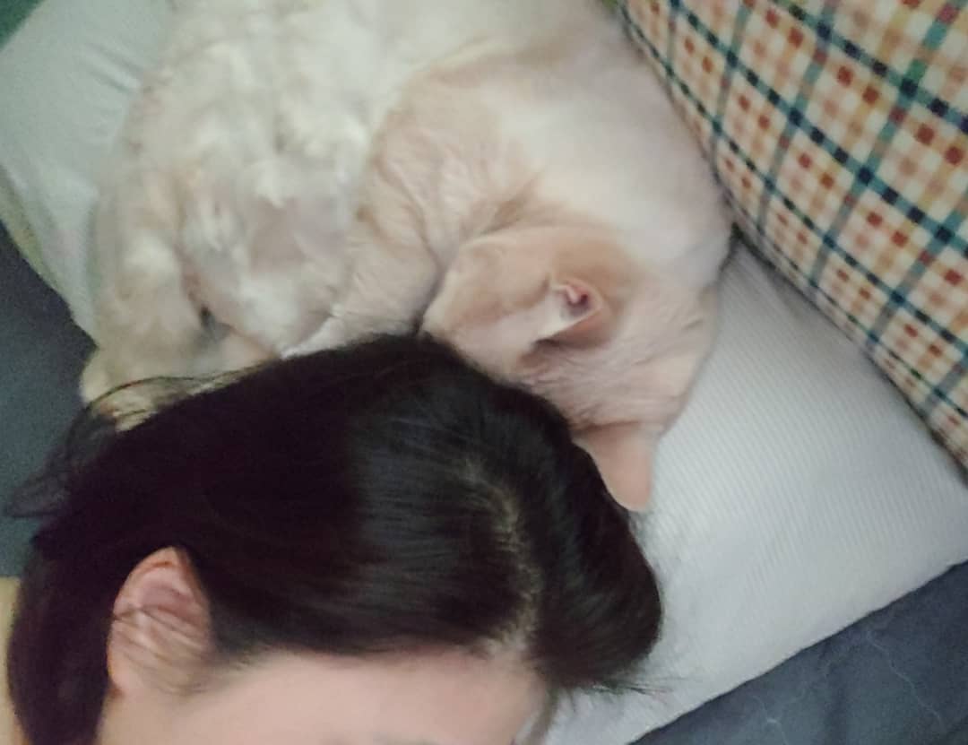 . 아...씨..불편해라
#냥스타그램 #동침냥#애묘인#누렁이🐱 #고양이