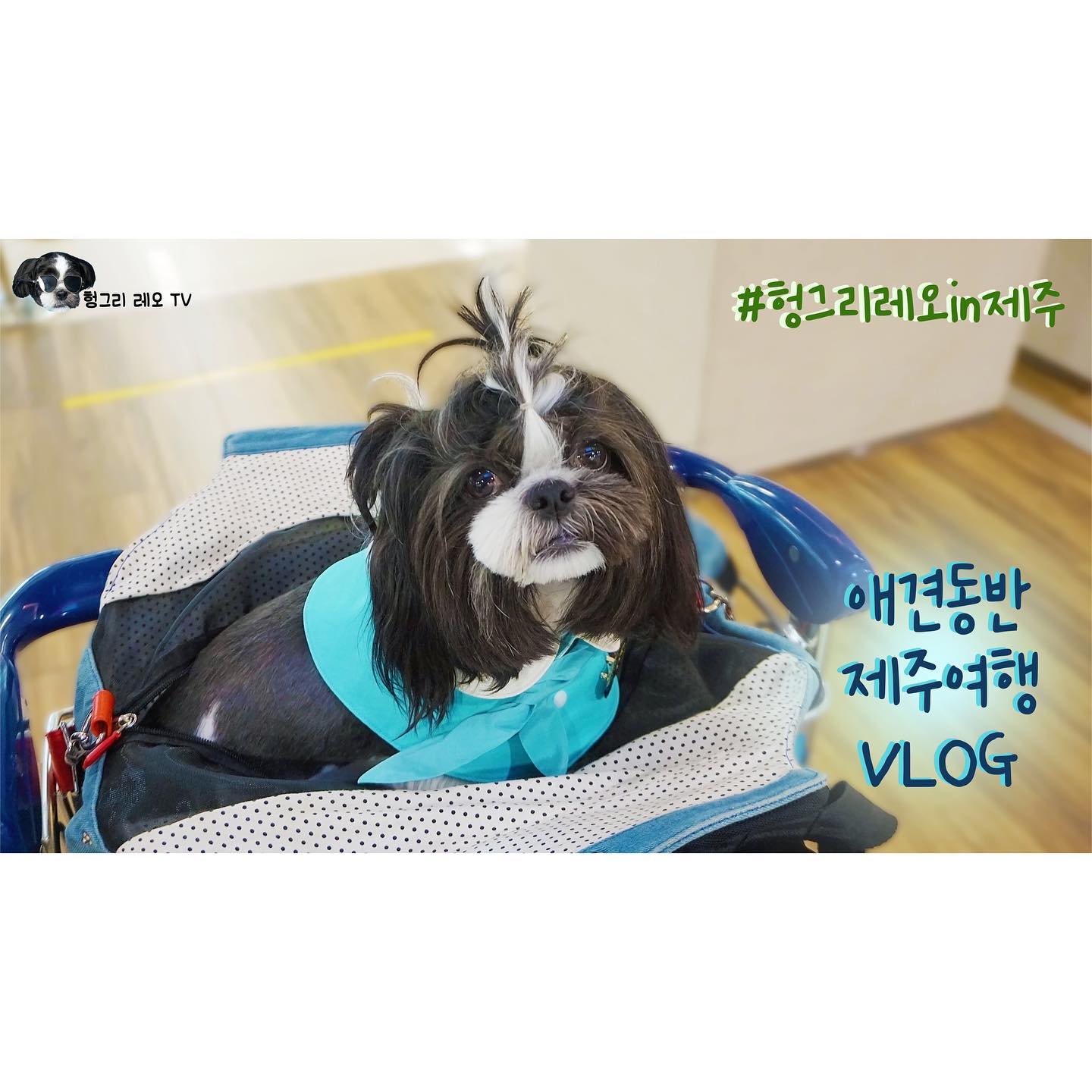 여행기를 제 때 못 올리는 병에 걸렸습니다,,,🤧
늦었지만 유튜브도, 블로그도 재미있게 봐주세요♥️
.
.
.
.
.
#헝그리레오in제주 #jejuisland #제주애견동반여행
.
.
.
.
.
.
.
.
.
.
.
.
.
.
.
.
.
.
.
.
🐾
#헝그리레오 #강아지 #개린이 #댕댕이 #좋아요반사 #시츄 #블랙시츄 #애견동반제주여행 #반려동물비행기 #강아지맞팔 #선팔하면맞팔 #맞팔 #hungryreo #puppy #dog #pet #puppylove #doggylife #followforfollowback #likeforlikes #instapuppy #ocean #dogstagram #shihtzu #blackshihtzu #daily
🐾