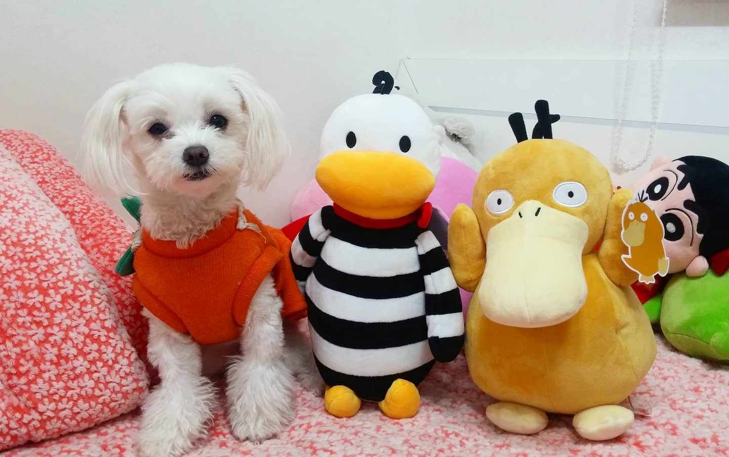 멍지 어딨개 ~ 🤗🤗

 ⠀⠀⠀⠀⠀⠀⠀⠀⠀⠀⠀⠀⠀⠀⠀⠀⠀⠀⠀⠀⠀⠀⠀⠀⠀⠀⠀⠀⠀⠀⠀⠀⠀⠀ #멍스타그램🐾 #강아지그램 #귀여운강아지 #dog #강아지 #말티즈 #애견인맞팔 #애견인소통환영 #애견인맞팔환영 #좋아요반사 #doglover #dogs_of_instagram #말티즈스타그램 #귀여움주의 #인형같은강아지 #귀여움 #강아지인형 #인형