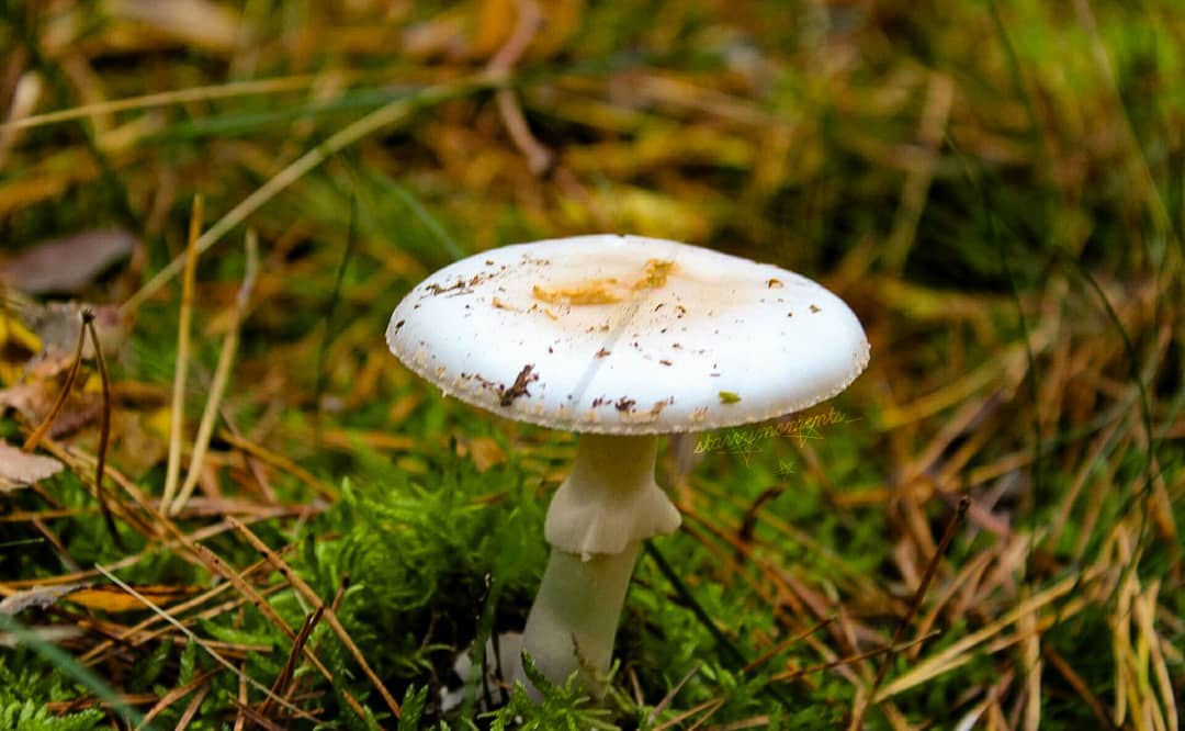 „If you can say things that give the magical air and the beauty of the forest mushrooms, then what you say will definitely fascinate the person you love!"

Ignore:..
#photography #photographer #photoshooting #photo #hobbyphotographer #hobbyphotography #myphoto #myphotography #mypic #naturephotography #naturephotographer #natureperfection #naturelove #naturelover #forest #forestphotography #mushrooms #mushroomphotography #mushroomseason #mushroomhunting #beautifulnature