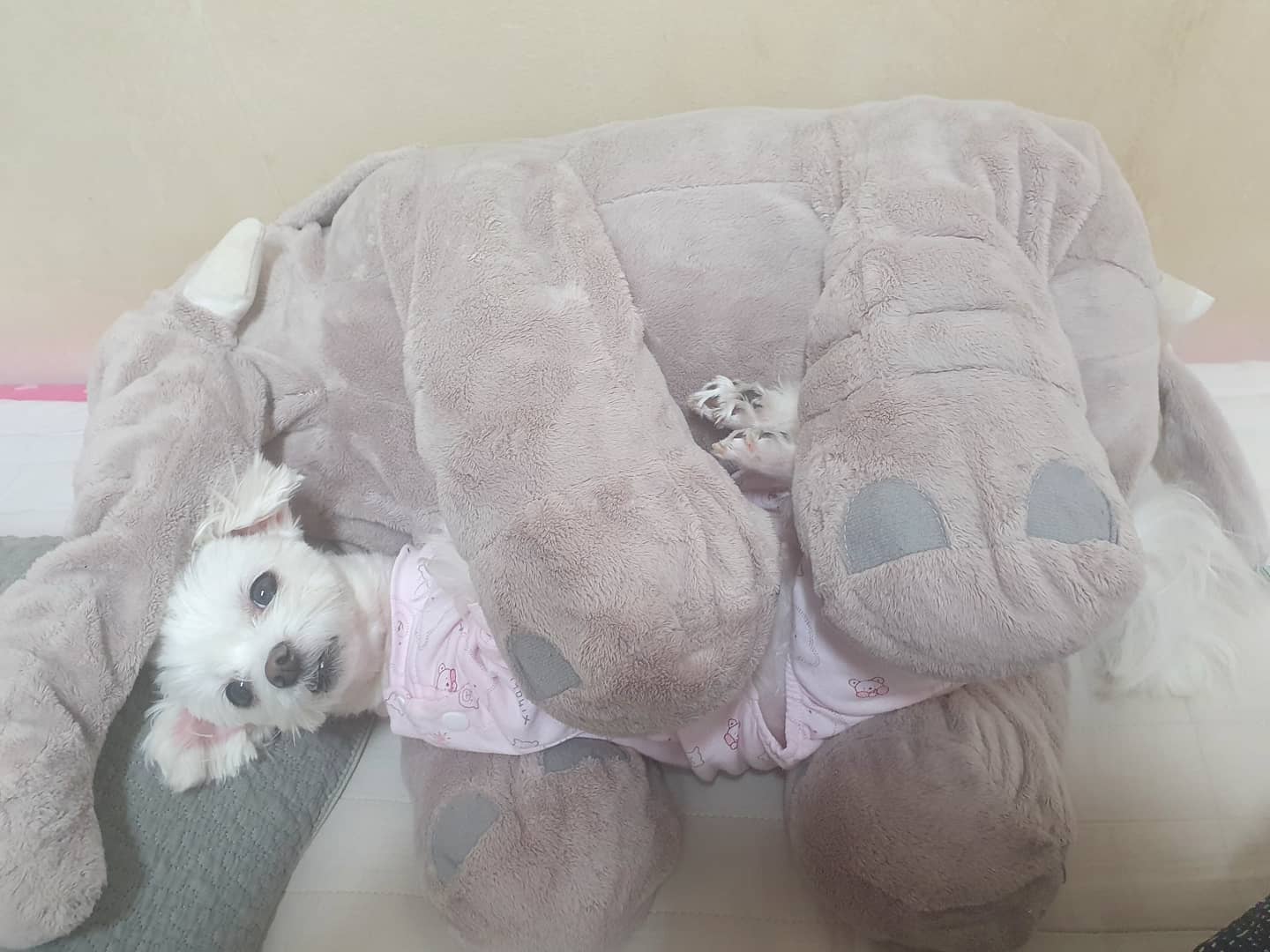 왜... 그러고 자니🤣🤣
 ⠀⠀⠀⠀⠀⠀⠀⠀⠀⠀⠀⠀⠀⠀⠀⠀⠀⠀⠀⠀⠀⠀⠀⠀⠀⠀⠀⠀⠀⠀⠀⠀⠀⠀#애착인형 #코끼리애착인형 #멍스타그램🐾 #강아지그램 #귀여운강아지 #dog #강아지 #말티즈 #애견인맞팔 #애견인소통환영 #애견인맞팔환영 #좋아요반사 #doglover #dogs_of_instagram #말티즈스타그램 #자는중 #자는강아지 #쿨 #비몽사몽 #누워서자는강아지