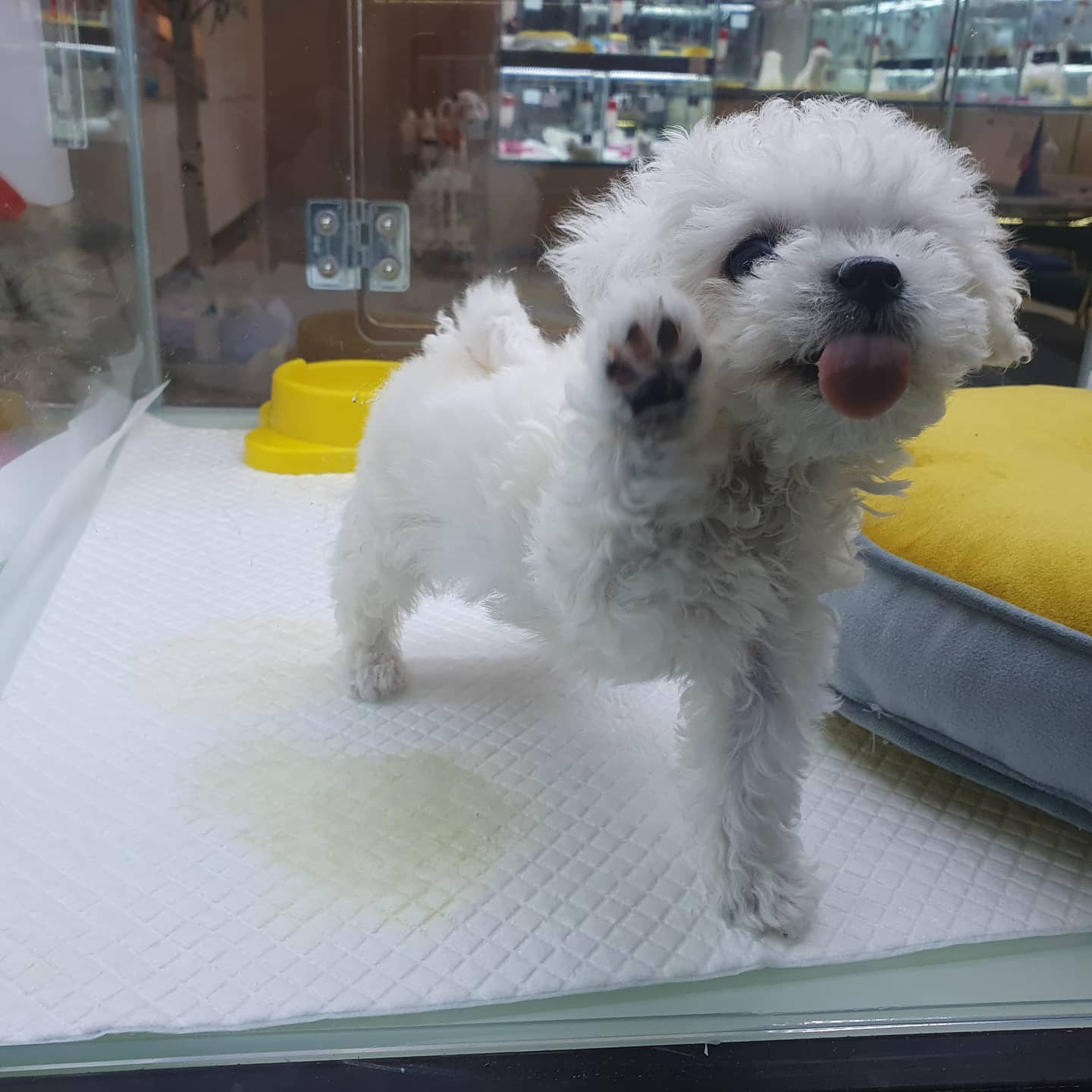 #비숑
얘땜에잠깐김말이잊음
#애견스타그램
#멍그타그램
하이파이브메롱