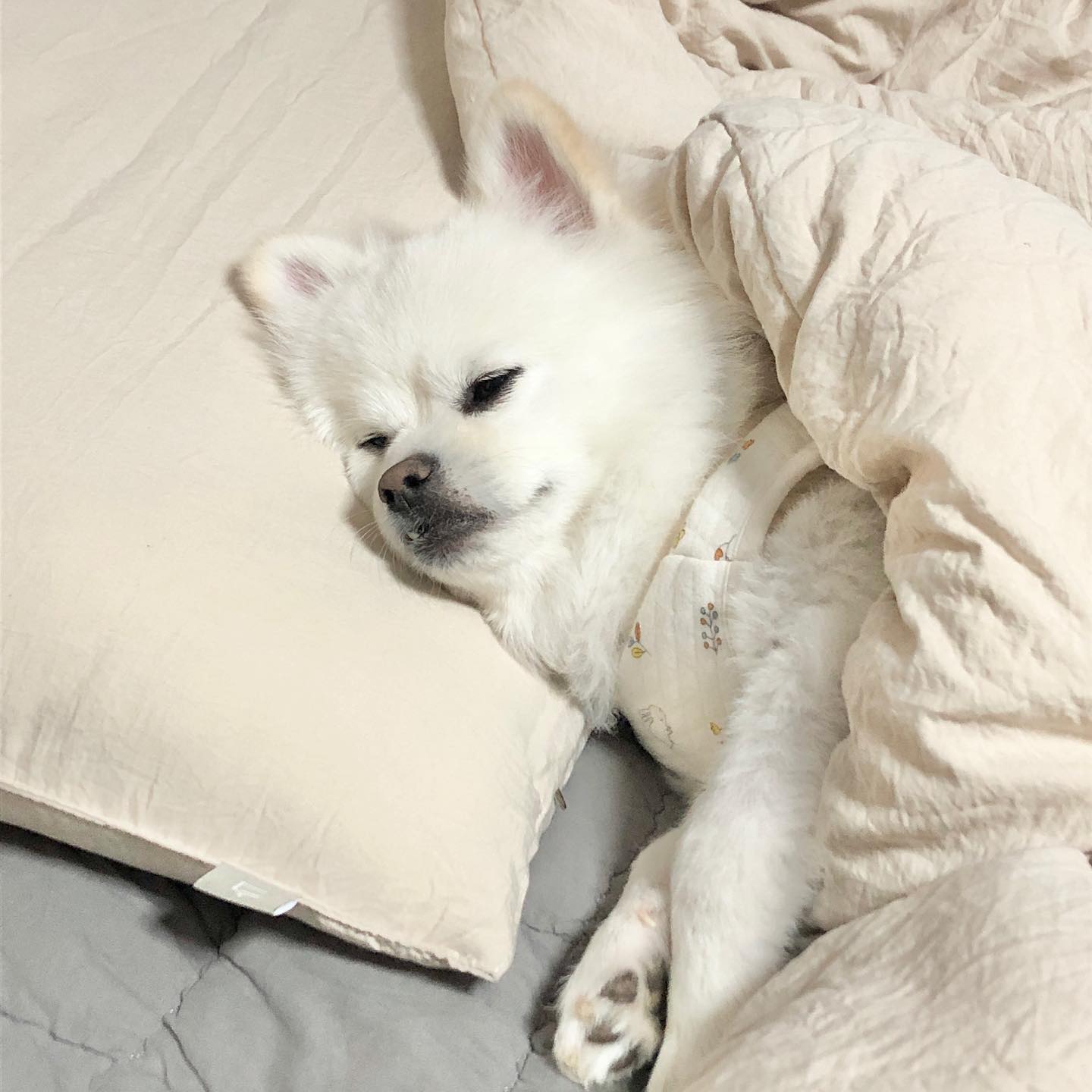으악 눈 부셔 ( • ˃̶͈̀□˂̶͈́)੭ु⁾⁾ !!!