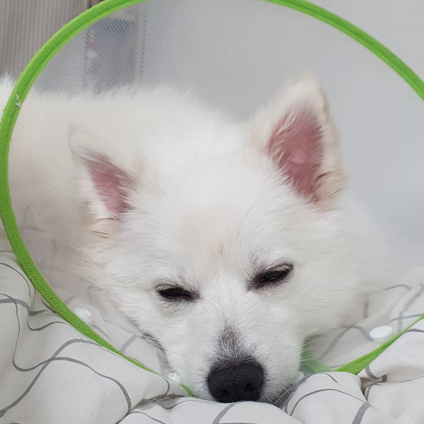 210219🐶🤍
.
.
내새끼 너무 보고싶고😭
배도 너무 고프다🥲
#배고파 #내새끼보고싶어