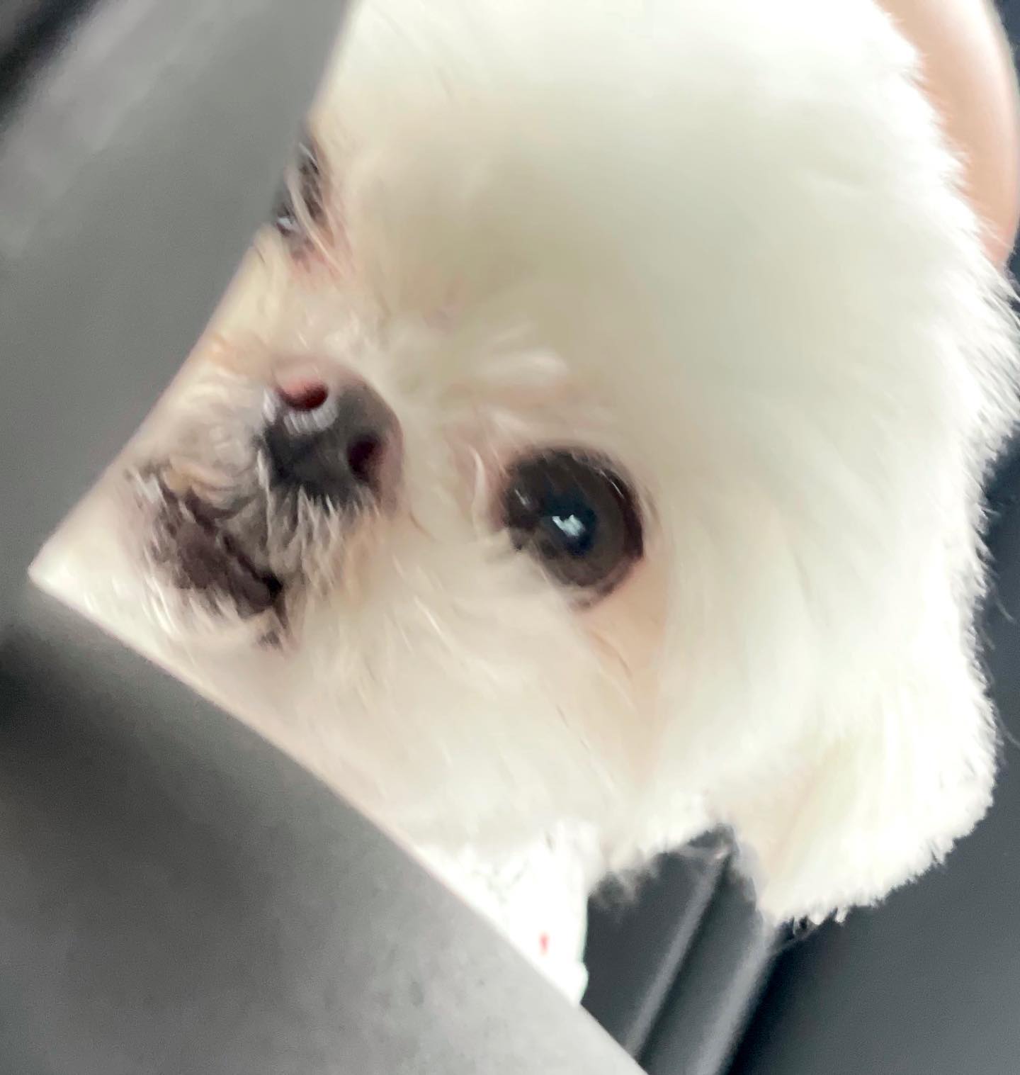 몽나니는 몽충해~🐻‍❄️