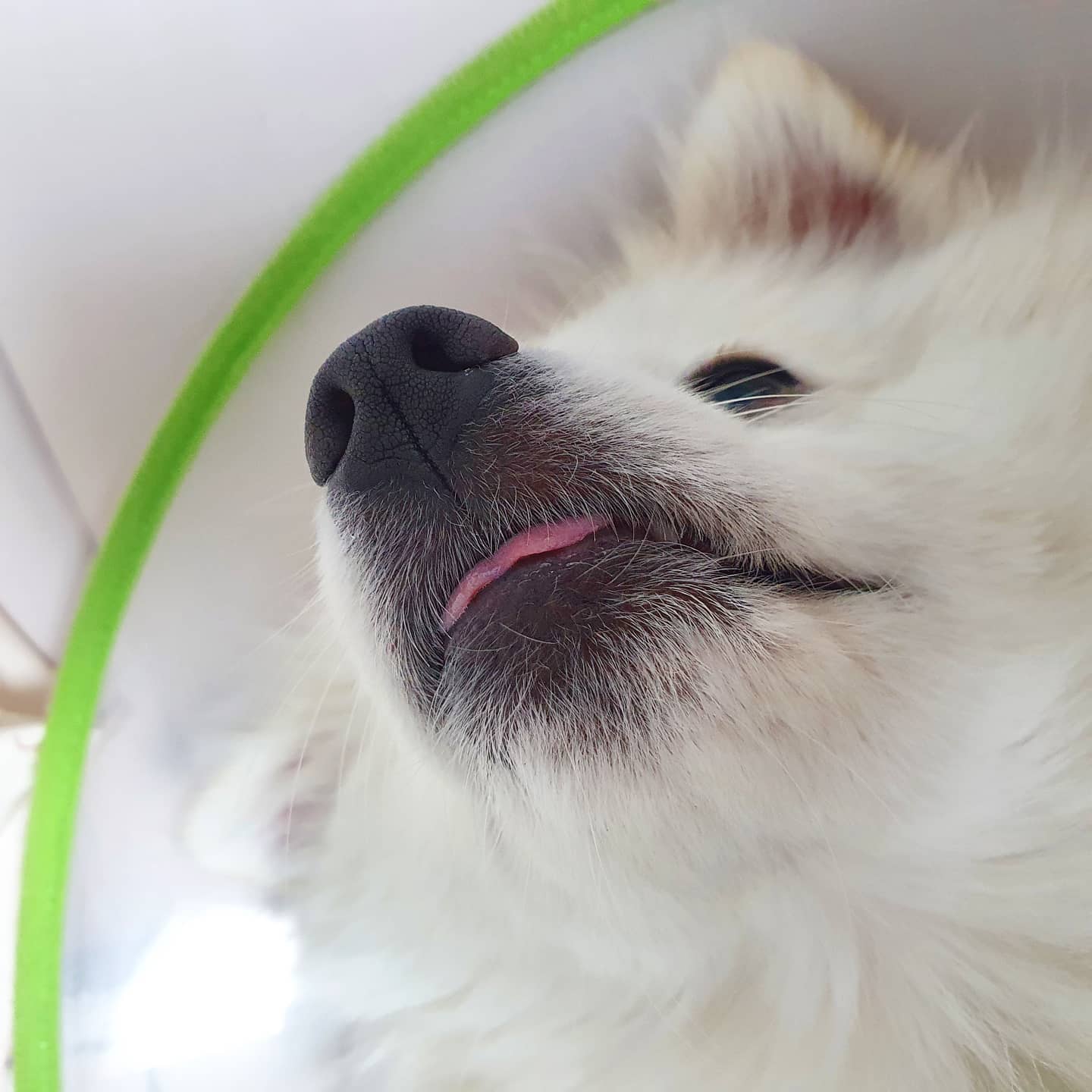 210330🤍
.
.
죽은 털 제거 빗🐶
털이 아예 안날리는거는 구라고,,
타 제품들 보다 많이 날리지 않아서 좋고
빗질 싫어하는 우리 아름이도 가만히 누워서
빗질 잘 받네요😍 실리콘으로 죽은털 정전기로 가져가는
느낌이라고 해여하나.. 쓸오간다고 해야하나...
아무튼 빗겨지는 느낌은 아니에여!🤟
.
.
#협찬 #털날림제로브러쉬 #쓱쓱브러쉬 #윤균상펫브러쉬 #고양이빗 #강아지빗