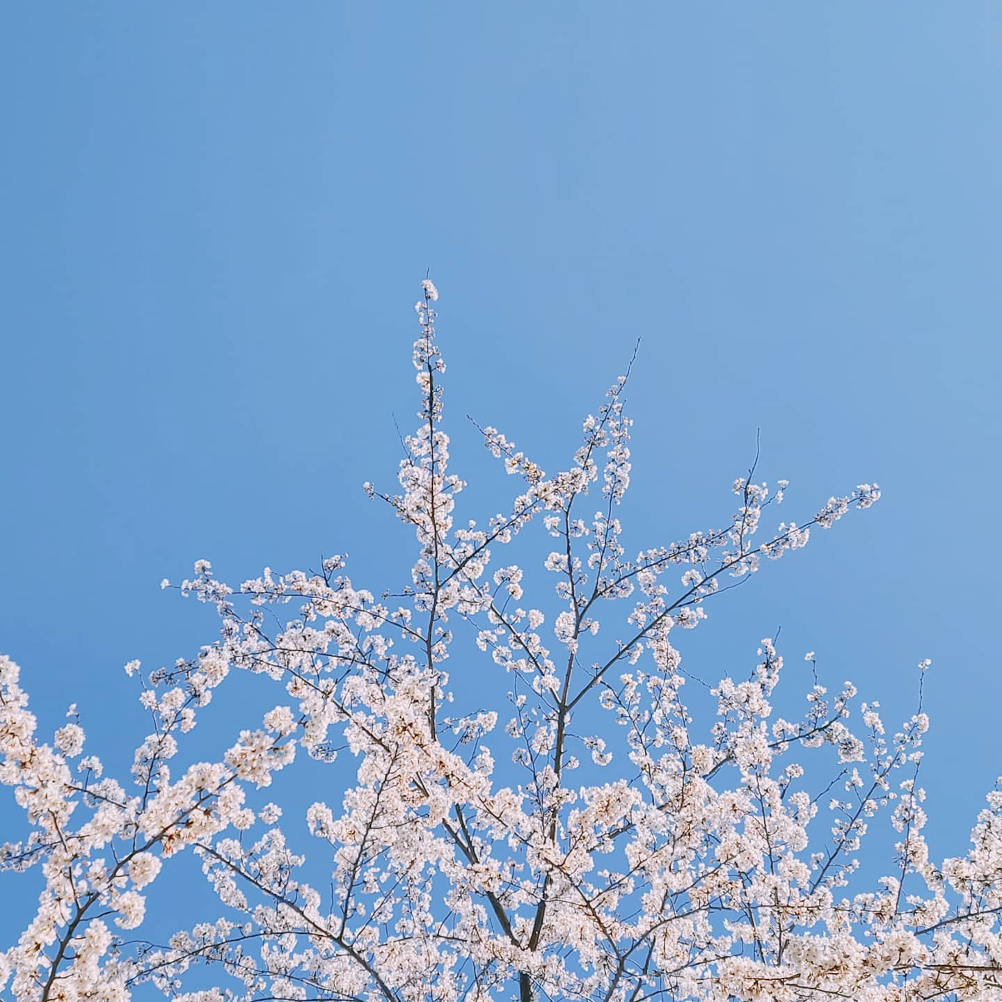 #벚꽃 만개한 오늘 🌸🌸🌸
우리 집앞이 #벚꽃명소 
내일 비내리면 금새 또 저버리겠지 
#벚꽃시즌 은 너무 짧아 아쉽다