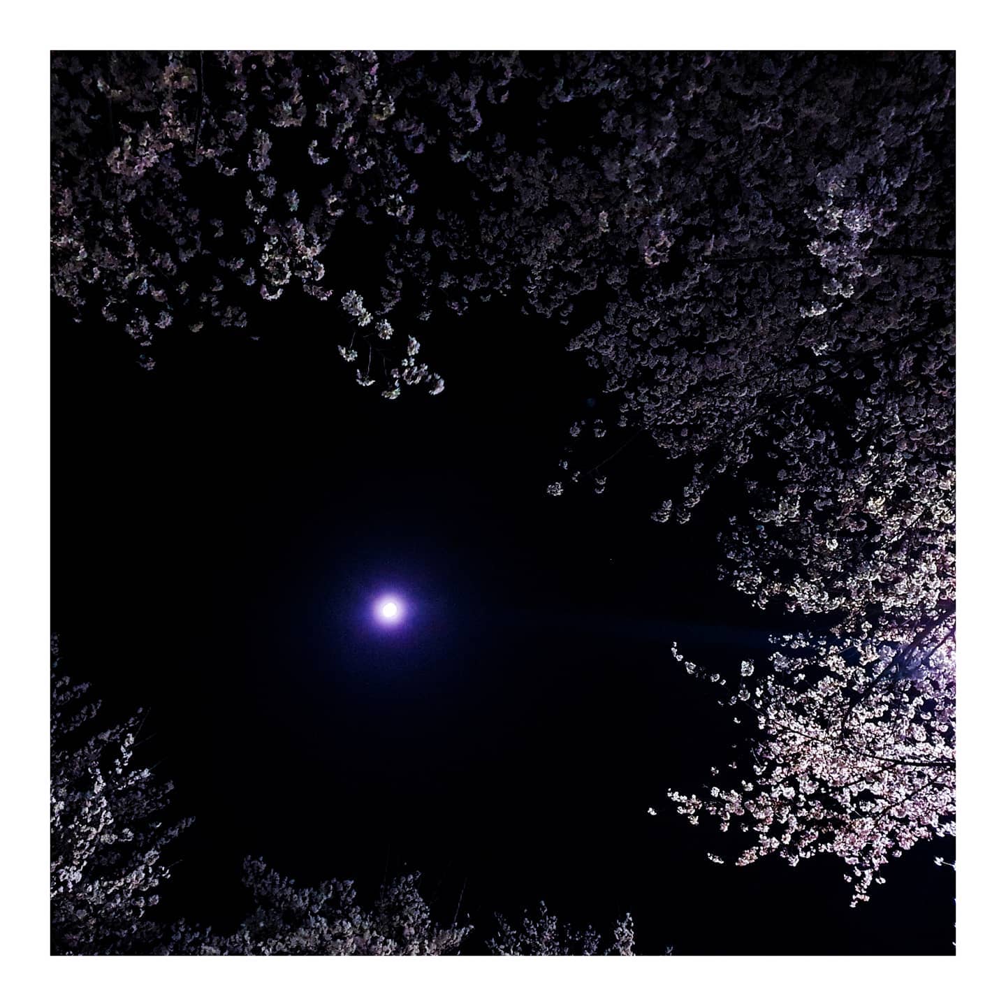 #20210330 #밤벚꽃 🌸
이게 이렇게 이뻐도 될일인가☺
언제 이렇게 피었지.
봄이 성큼! 다가왔네요
환절기 감기조심 하세요😝