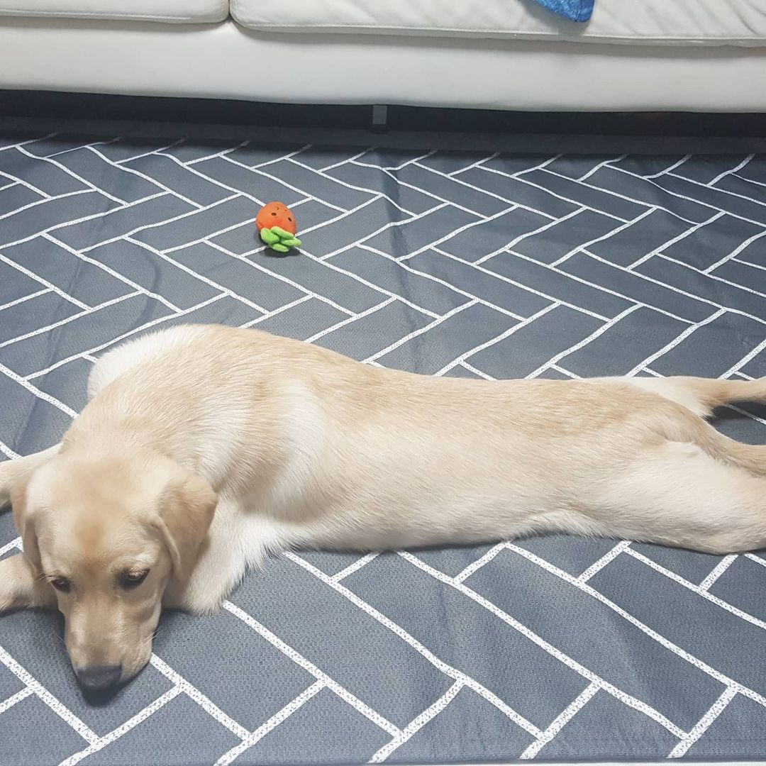  “#협찬 저희집 루이 정말 쑥쑥 얼마나 이쁘게 크는지 참 뿌듯하답니다. 흐흐흑 하지만 루이 얼마나 털이 빠지는 지 털때문에 매일 카페트 청소가 일인데 우리 루이의 털도 걱정없는 러그가 하나 있었음 좋겠다 싶었는데 이 하우쎈스 러그는 생활방수는…”