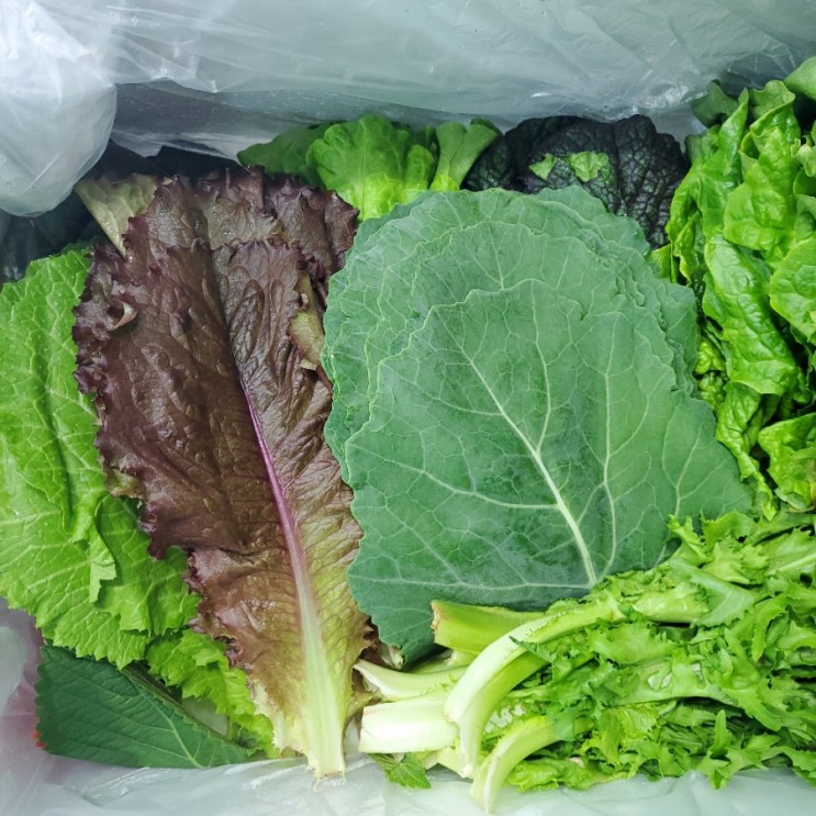 오래 먹어도 좋은 쌈채소 추천 #freshmeal.담담