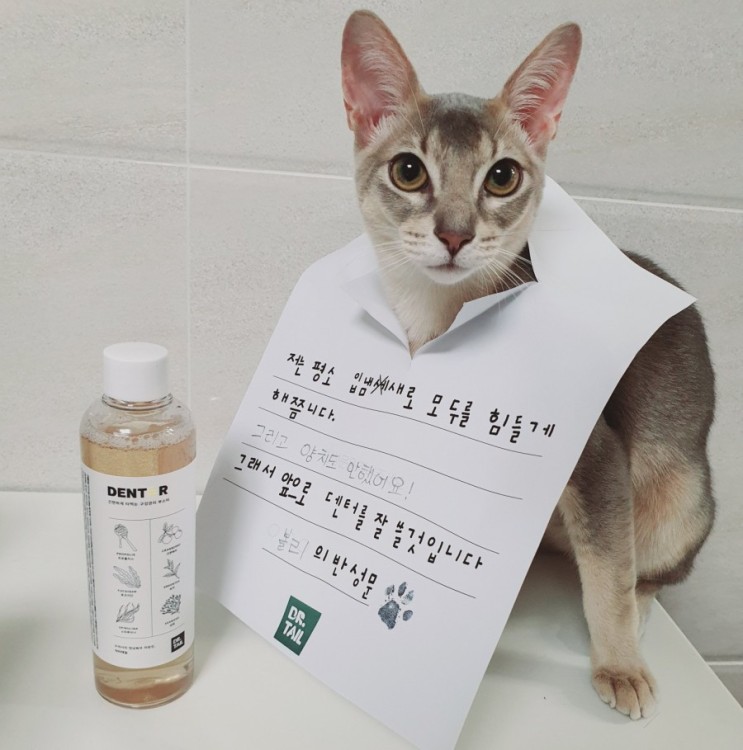 고양이 양치질,닥터테일 덴터 덴탈워터로 스트레스 없이!