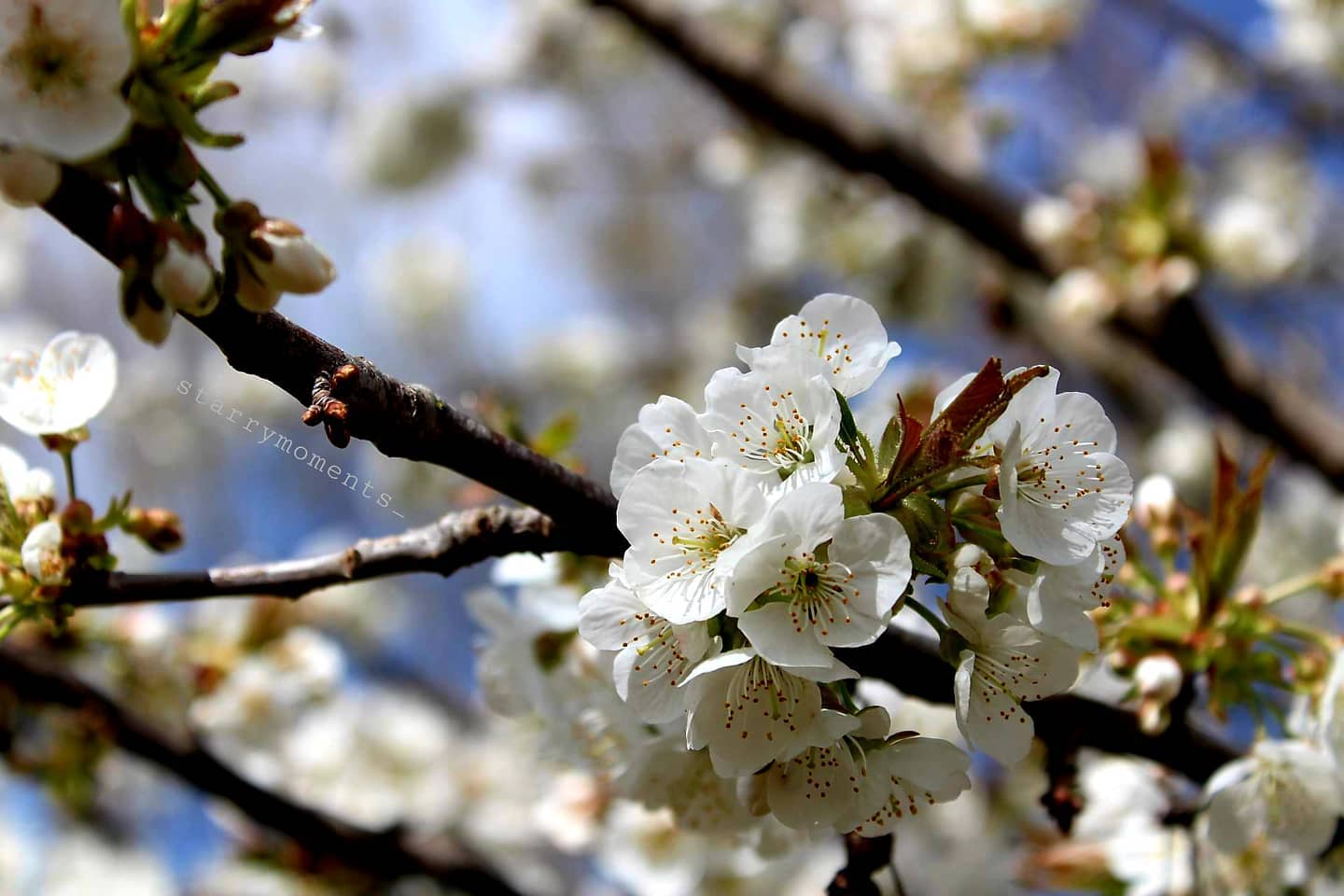 Spring blossom🌸

Ignore:..
#photographer #photography #myphotography #myphoto #hobbyfotografie #hobbyphotograph #hobbyphotographer #hobby #mypic #naturelover #naturephotography #naturephotographer #nature #flowers #blossom #spring #springblossoms #colourfulnature #lovely
