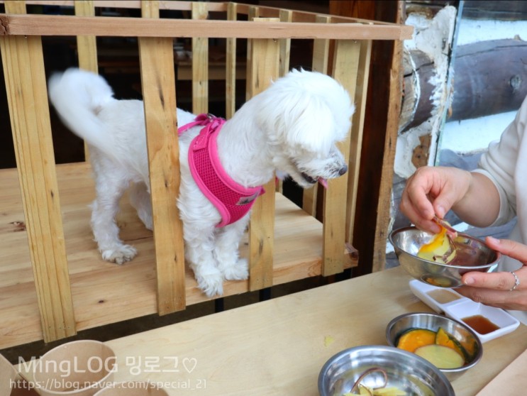 애견동반식당-강원도 양양 '소풍' 너무 좋았어요!