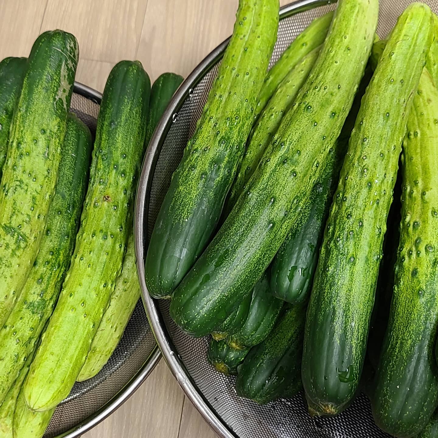 #오이지 🥒

🍀 여름김장 오이지 담기
때 맞춰 해야 하는 살림
노랗게 잘 익으면 
고춧가루, 매실액, 다진 파, 다진 마늘, 통깨, 참기름 넣고 새콤달콤 매콤하게 무쳐서
얼음 동동 띄운 오이지냉국

#오이지 #여름김장 #오이지레시피는블로그에