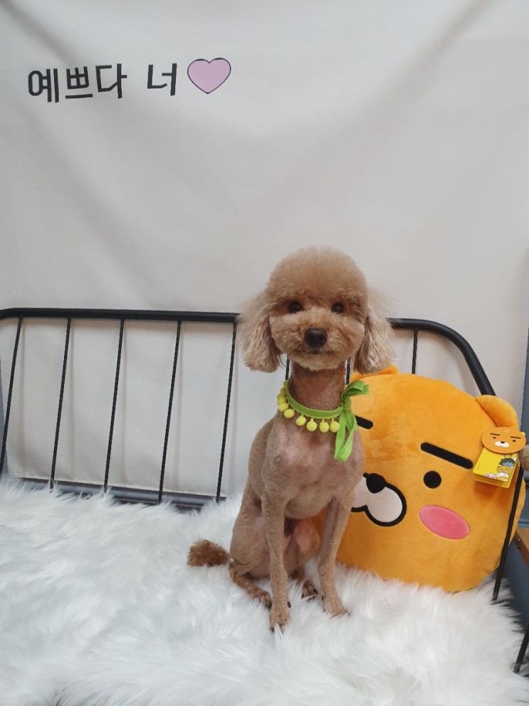 구리시 갈매동 애견미용 애견샵 <내강아지>