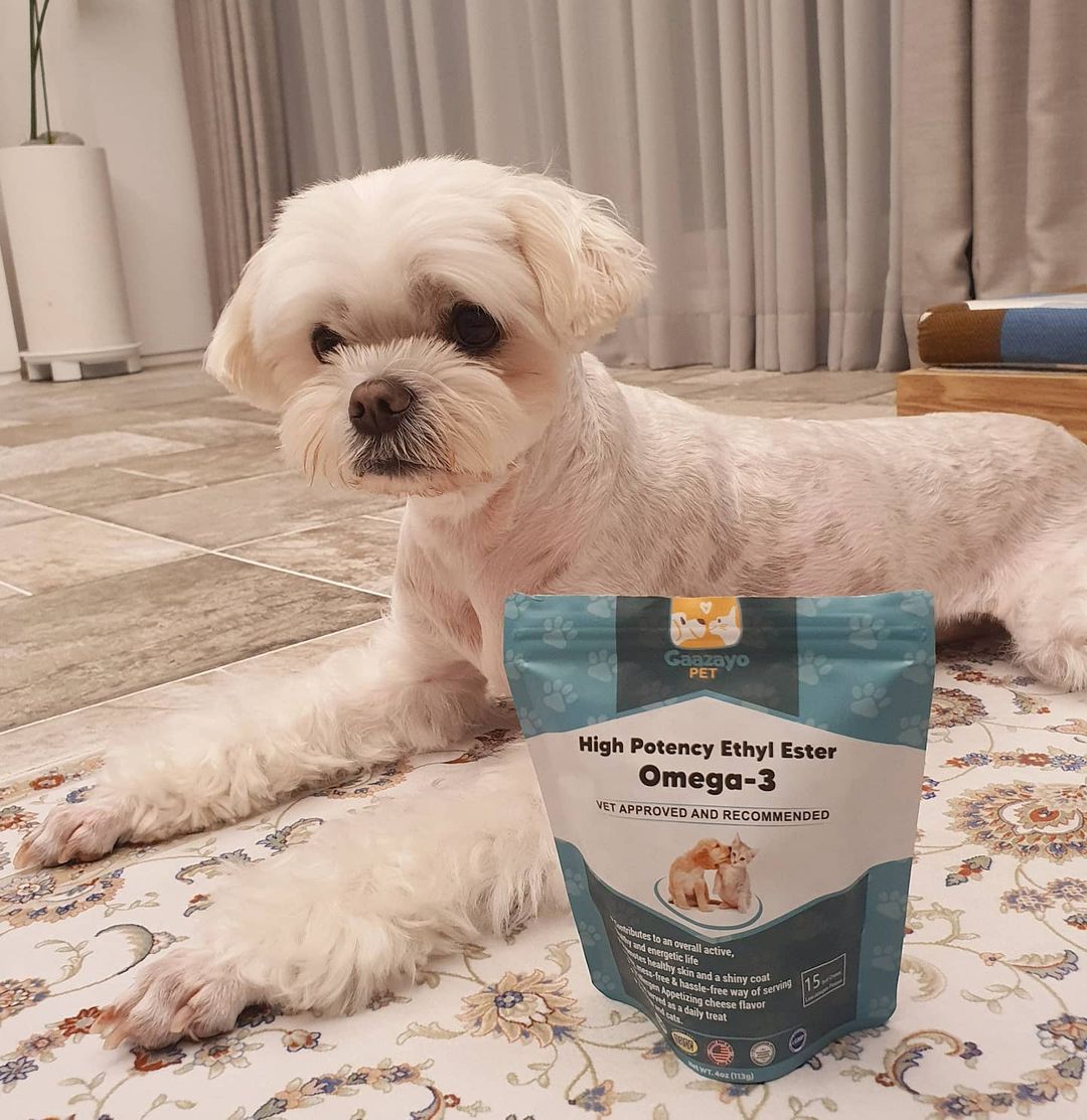 珠姸 ; 주연 on Instagram: “#제품협찬 [Gaazayo Pet] 가자요 펫 강아지 오메가3 영양제 ⠀ ⭑우리 집사들이 반려견들에게 챙겨주고 싶은 영양제! 그중에서도 면역체계를 향상시키는데 도움을 주는