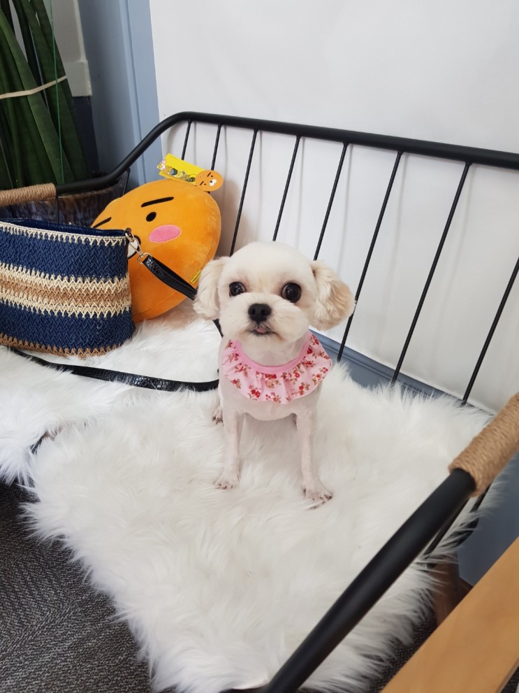 [구리시갈매동]뽀송뽀송 애견미용,탄산스파 전문     내강아지 애견미용샵