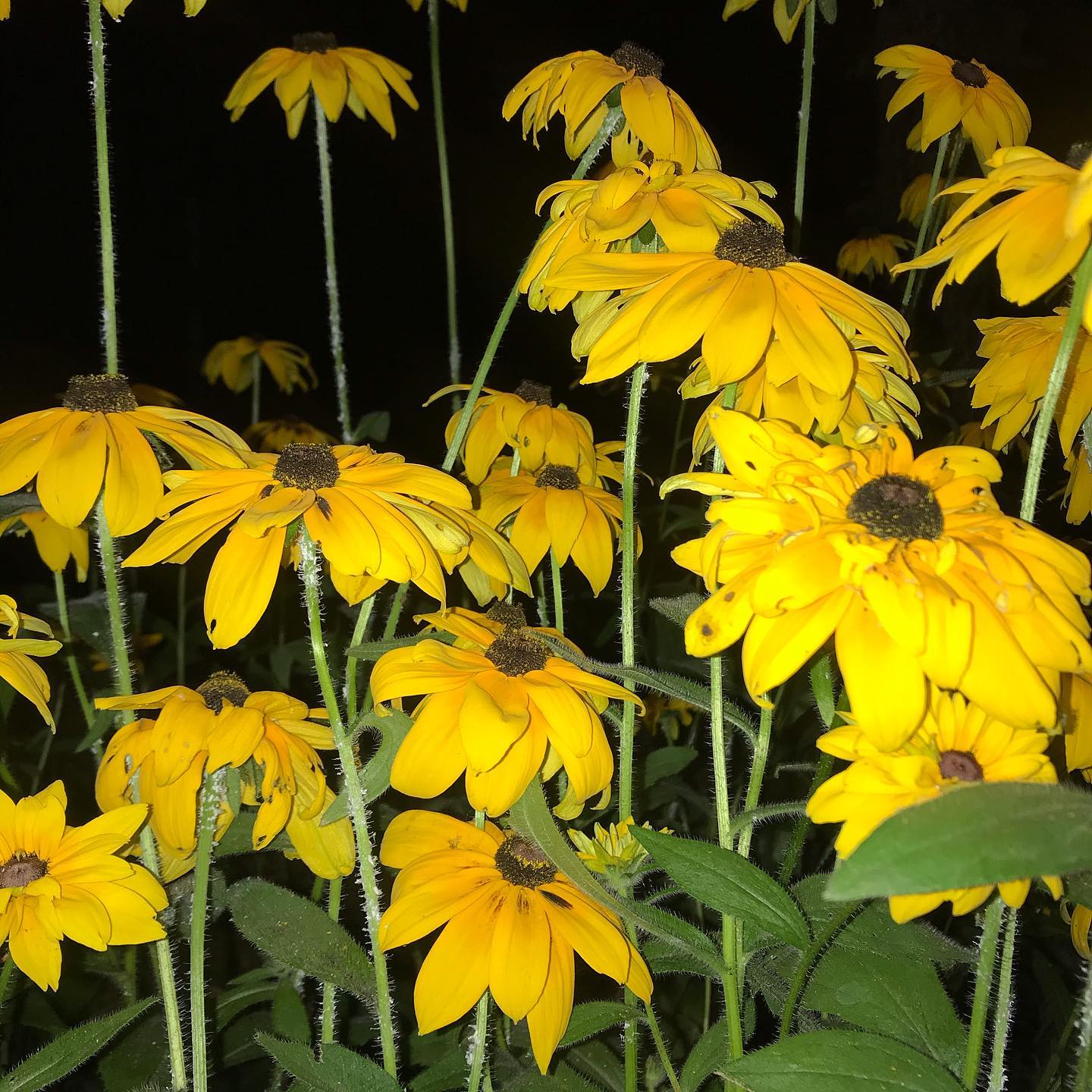 이유는 없고 그냥 좋다 •_🌼