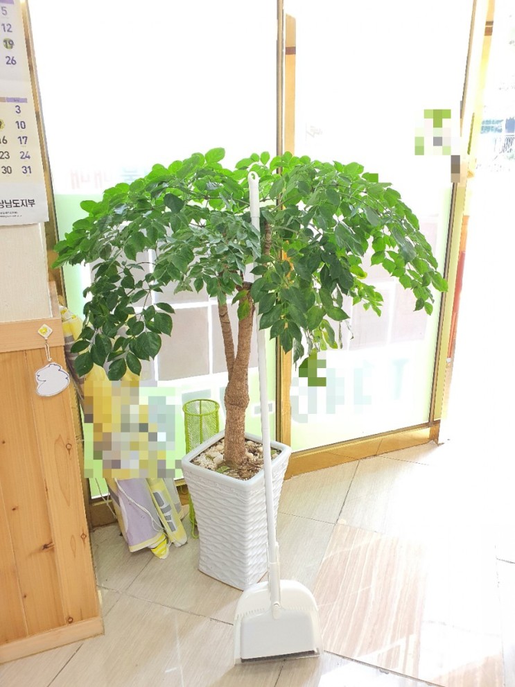 대청소 청소도구로 괜찮은 빗자루세트 데이리브