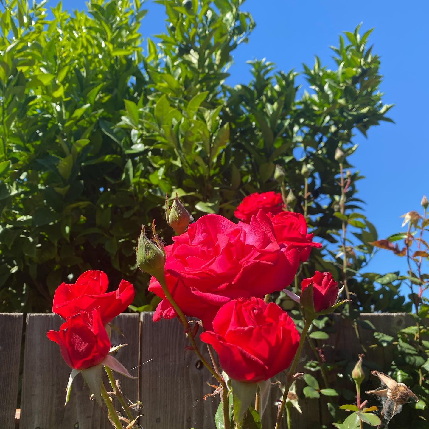 #ilovelemons🍋 #lemontree #roses 🌹#happysunday #happyweekend✌#아침마다옆집강아지#왈#🤓#강아지 모닝알람