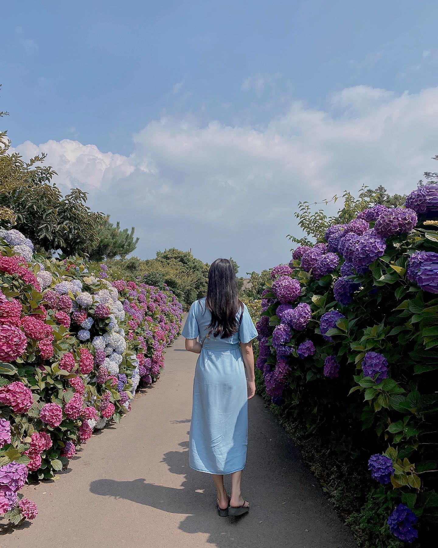 수국길🌸🌸🌸🌸💕
.
안덕면사무소는 이미 꽃이 시들었고
신화월드 근처 #길모퉁이가게
여기는 아직 꽃이 넘 이뿌게 피어있어요~🌸
.
.
#제주도여행 #제주수국 #수국길 
#제주도수국 #수국포토존