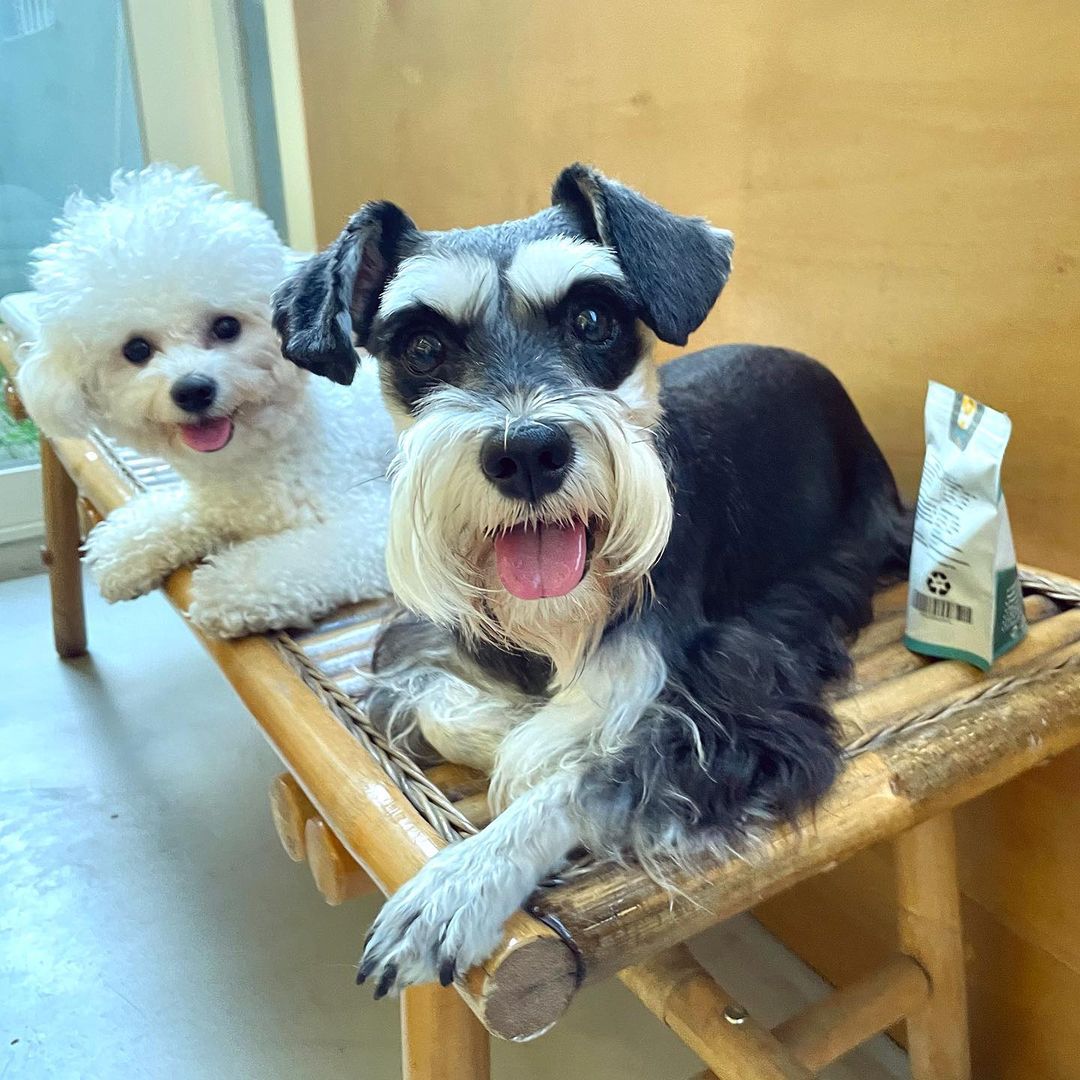 𝓚𝓲𝓶 𝓻𝓸𝓪’s Instagram photo: “🤍소중한 댕댕이들한테 믿을만한 영양제 주기🤍 사진 끝까지 봐죠 넘 기여움 ㅜㅜ . . . -높은 효능의 에틸 에스테르 오메가-3 지방산! 수의사 승인 및