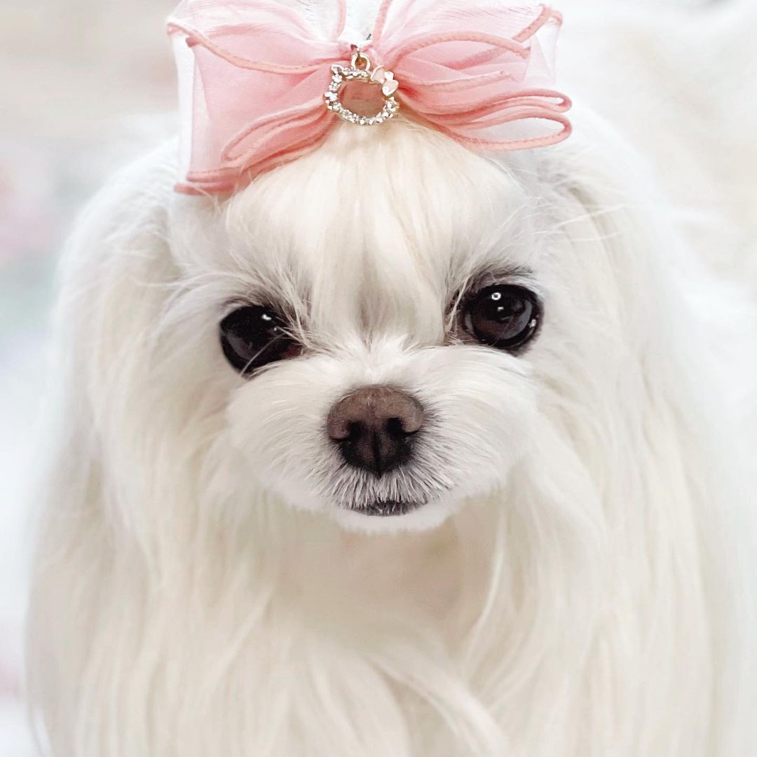 앵두🍒 on Instagram: “내딸이지만 넘 사랑스러워🙈 오늘도 반했어 김앵두 #pet #dog #dogstargram #puppy #maltese #말티즈 #말티즈그램 #독스타그램 #멍스타그램 #강아지 #댕댕이 #세젤예 #세젤