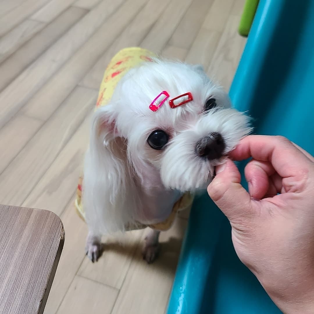 구름아 넌 강아지인데 왜 먹으면서 냥냥거리는거야??

#반려견 #간식 #강아지 #말티즈