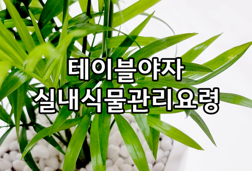 테이블야자 반음지 실내식물  앙플랜트