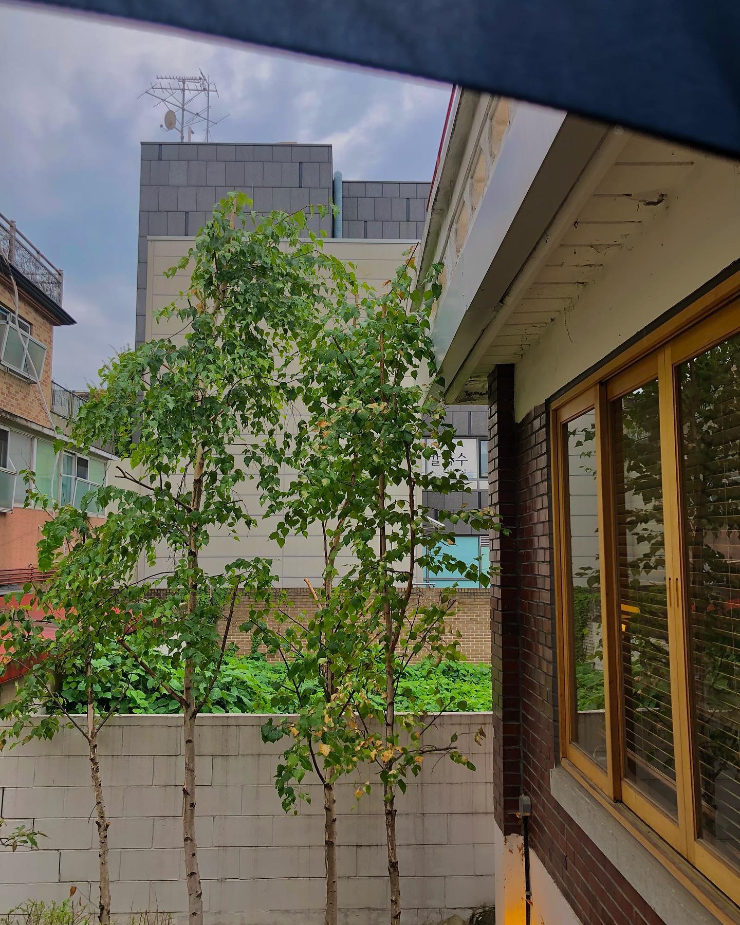 그래도 여름 🌿🌧🍑➰💚