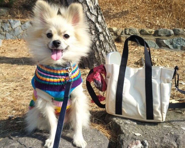 펫피 "올바른 겨울산책 패키지" 사용해봤어요!