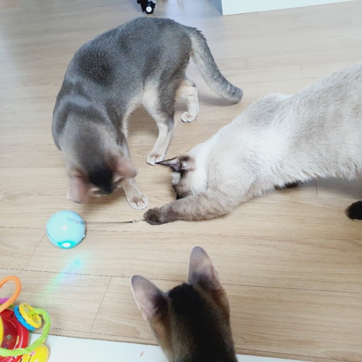 고양이 움직이는 장난감,반려사이 사냥본능 캣볼