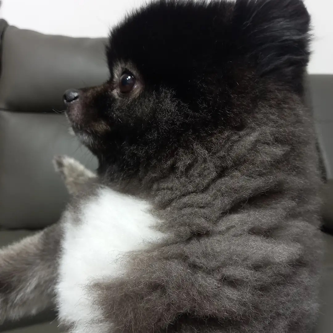 #강아지 #포메라니안 #블랙포메라니안