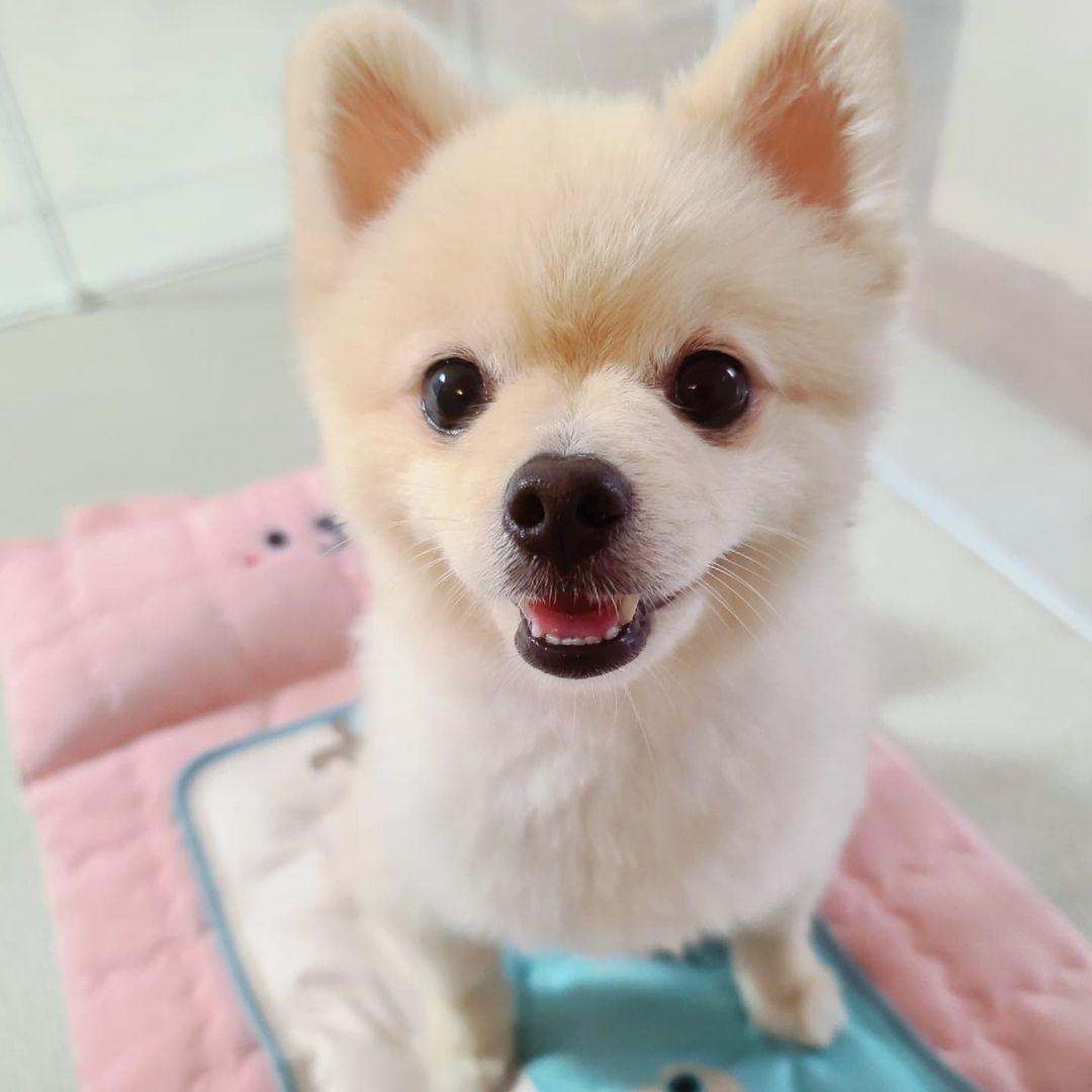이단소 [Danso] Pomeranian on Instagram: “#댕모닝 친구들! 사람도 그렇지만 우리 댕친구들이나 냥친구들한테 오메가3는 먹어주면 좋은 필수 영양제라는거 알지? 오메가3 지방산(DHA, EPA)성분이 한국