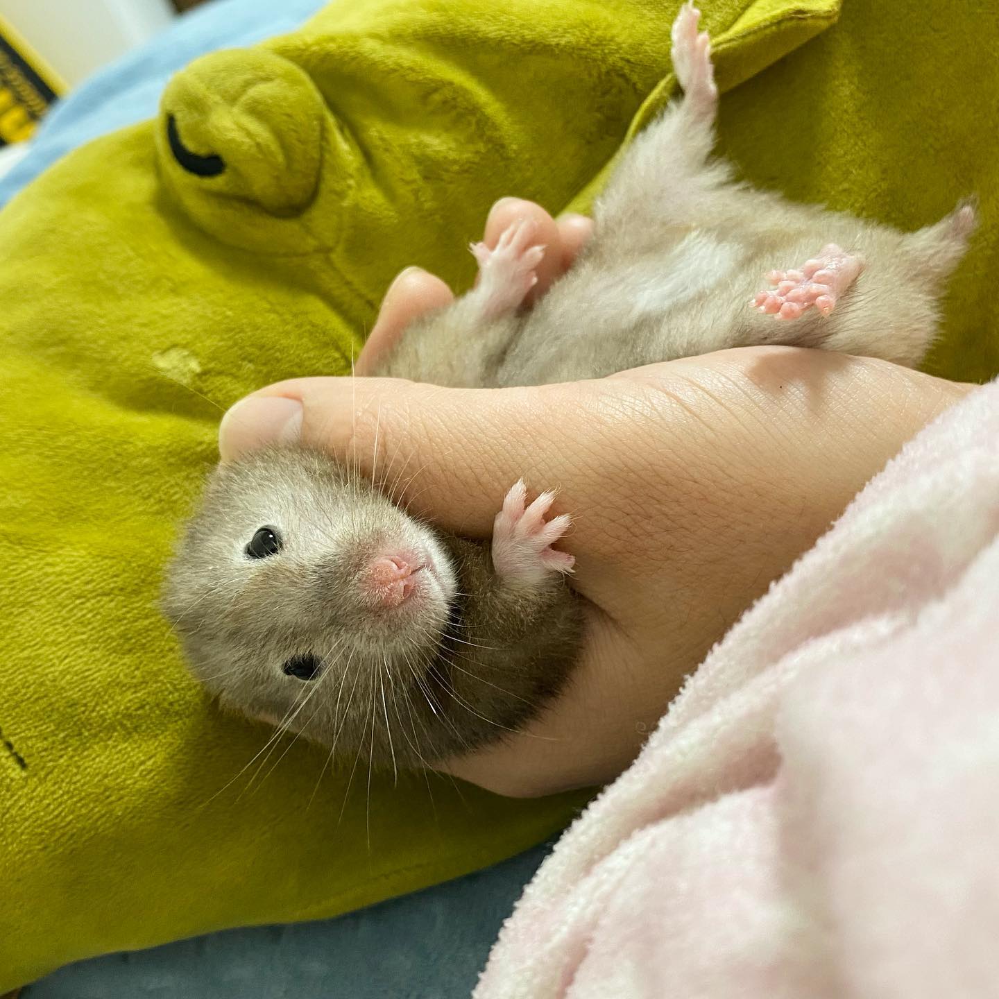 뚱자로 힐링 🐹
집중력 파사사사사삭