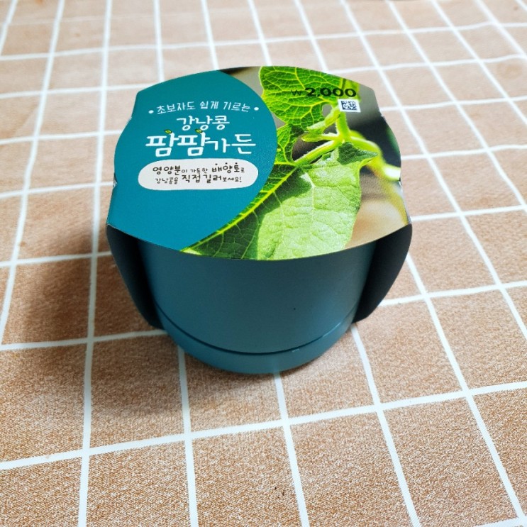 [취미이야기] 다이소 강낭콩 키우기