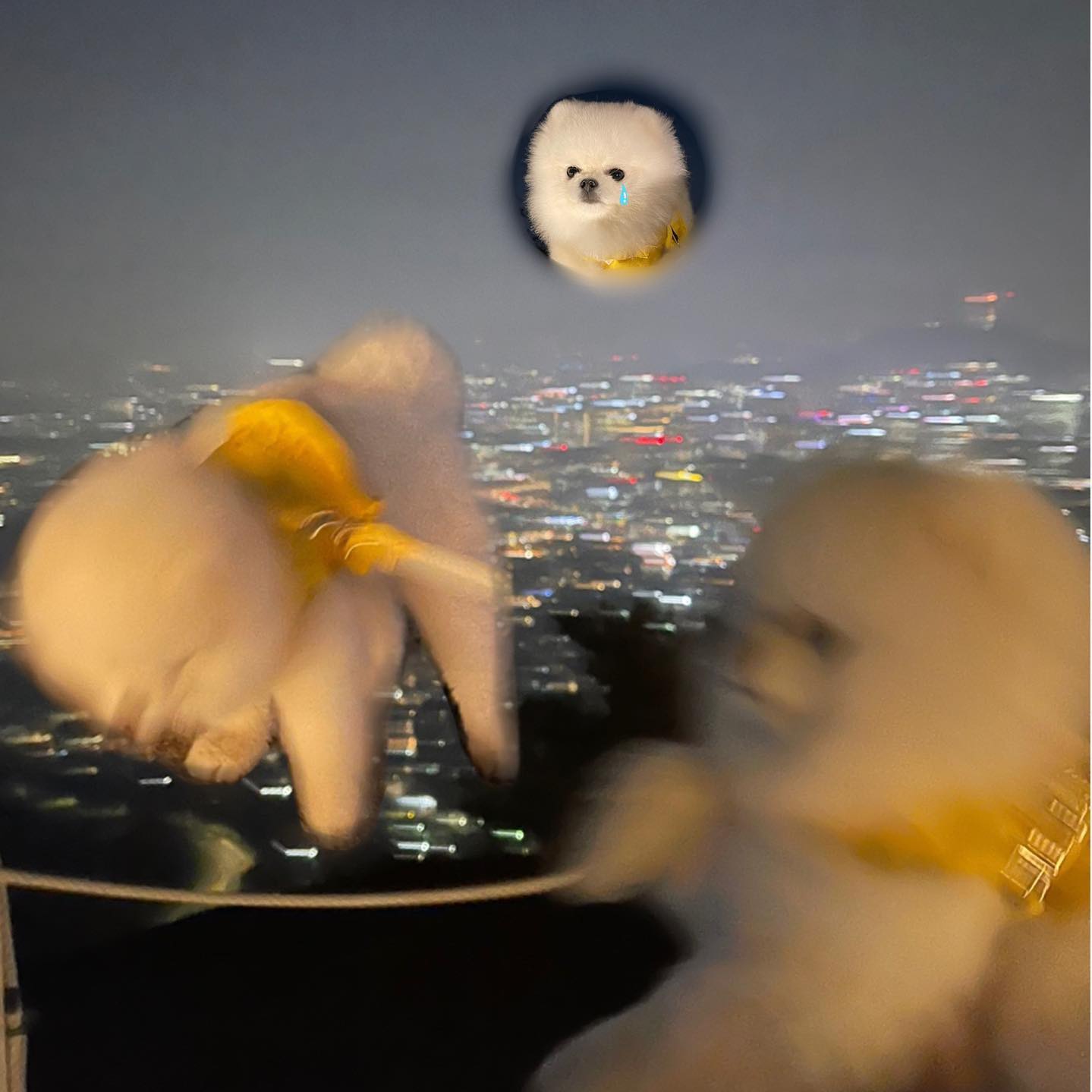 🥺우유인생 쉽지않개🥺
스파르타 우유 등산기
인왕산은 생각보다 더 높고 험하개🐶
(다녀와서 꿀잠은 비밀🤟🏻)
.
#우유스타그램#강아지산책#인왕산#강아지등산#포메#일상#daily#댕댕이#견스타그램#견생일기
