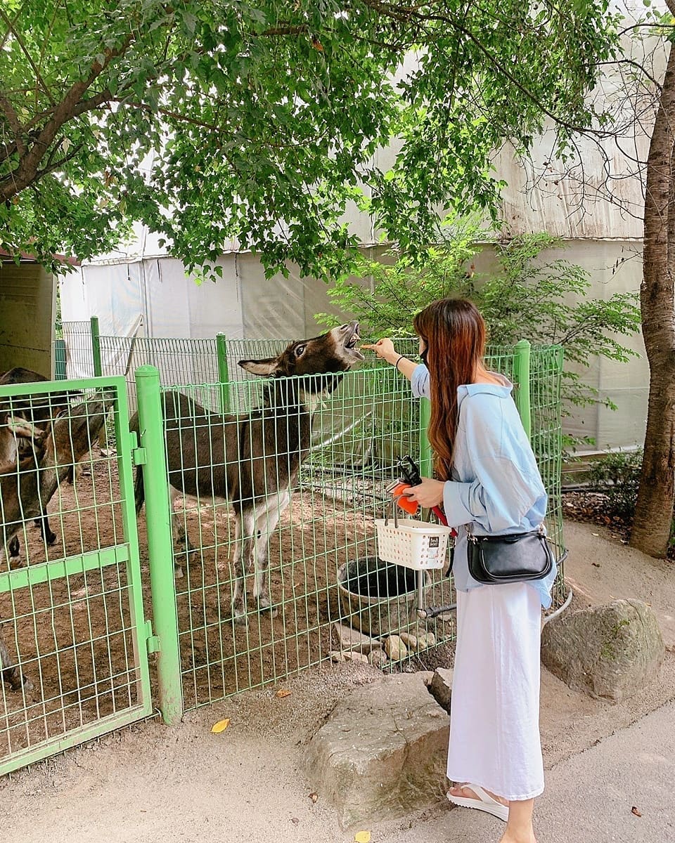 채연 on Instagram: “❤ #아침고요동물원 & #아침고요수목원 ❤ 🐴아침 고요 동물원🐴 말이랑 당나귀 덕분에 배꼽잡고 웃었던날😝 당나귀랑 말 입모양이 어떻게 생긴지 자세히 보신 분 있나